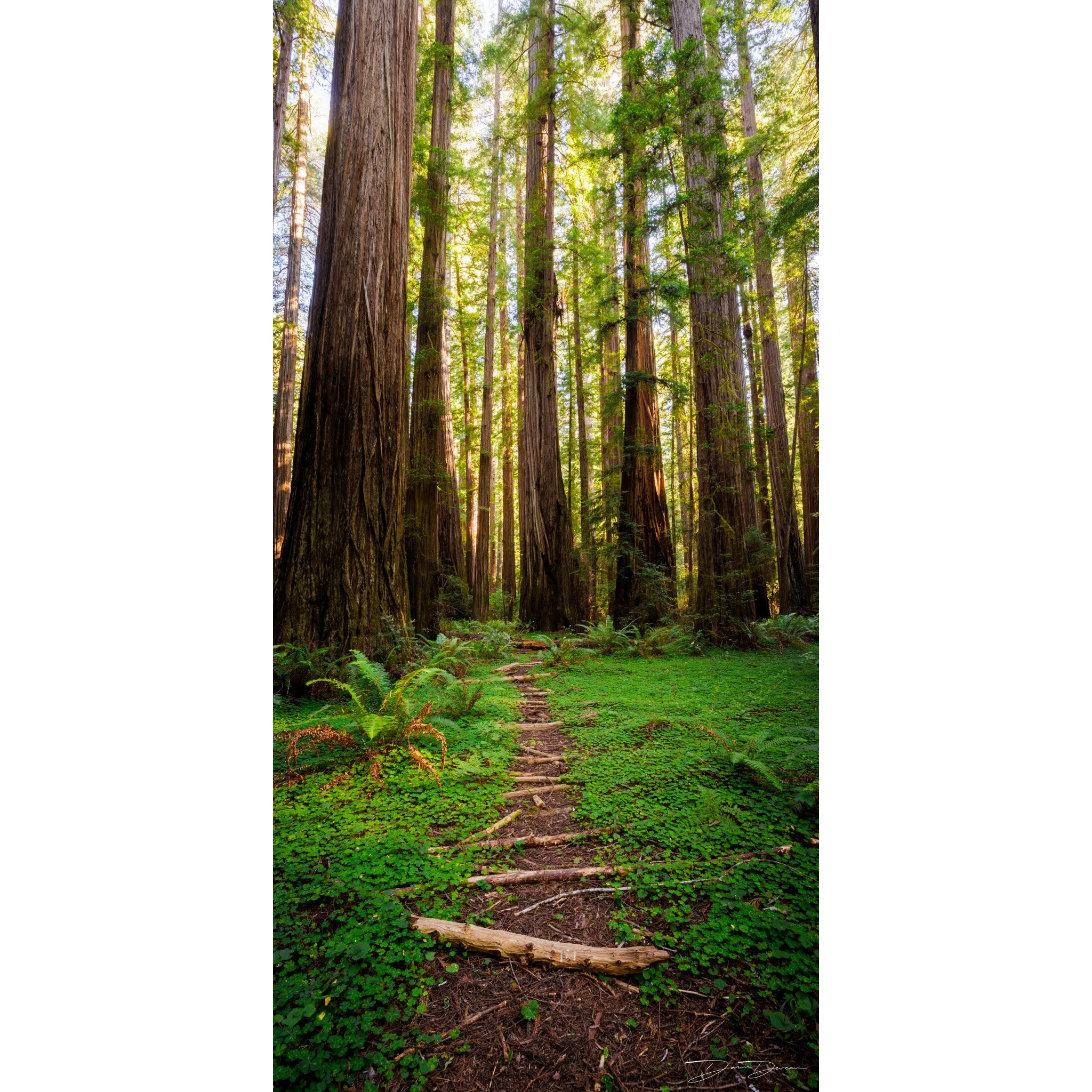 Redwoods Pathway.jpg