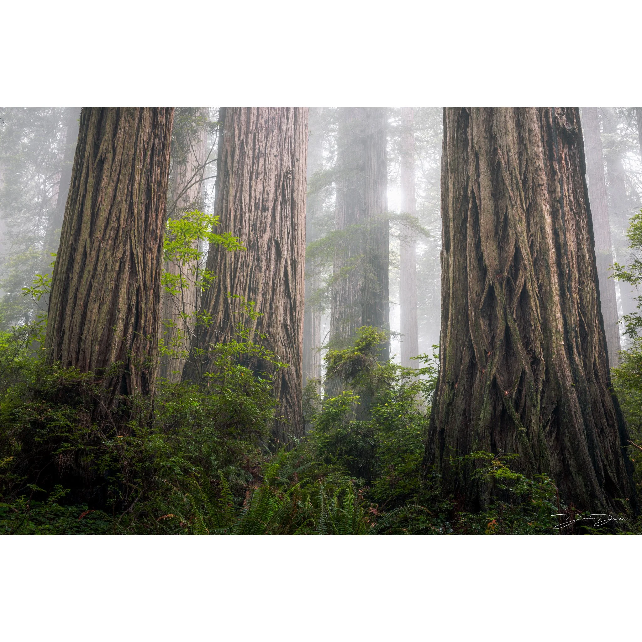 Foggy Redwoods.jpg