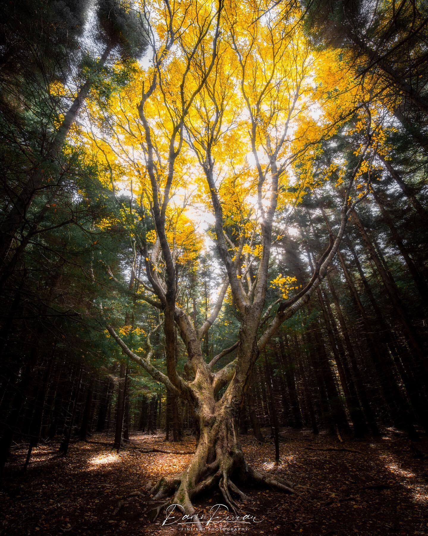 &ldquo;Tree of Life&rdquo; in West Virginia. By far one of my favorite places to visit in the fall. Early afternoon in October lights this tree up with glowing yellows. 

This photo is available on fine art prints ranging in sizes from 8x12 to 60x90 