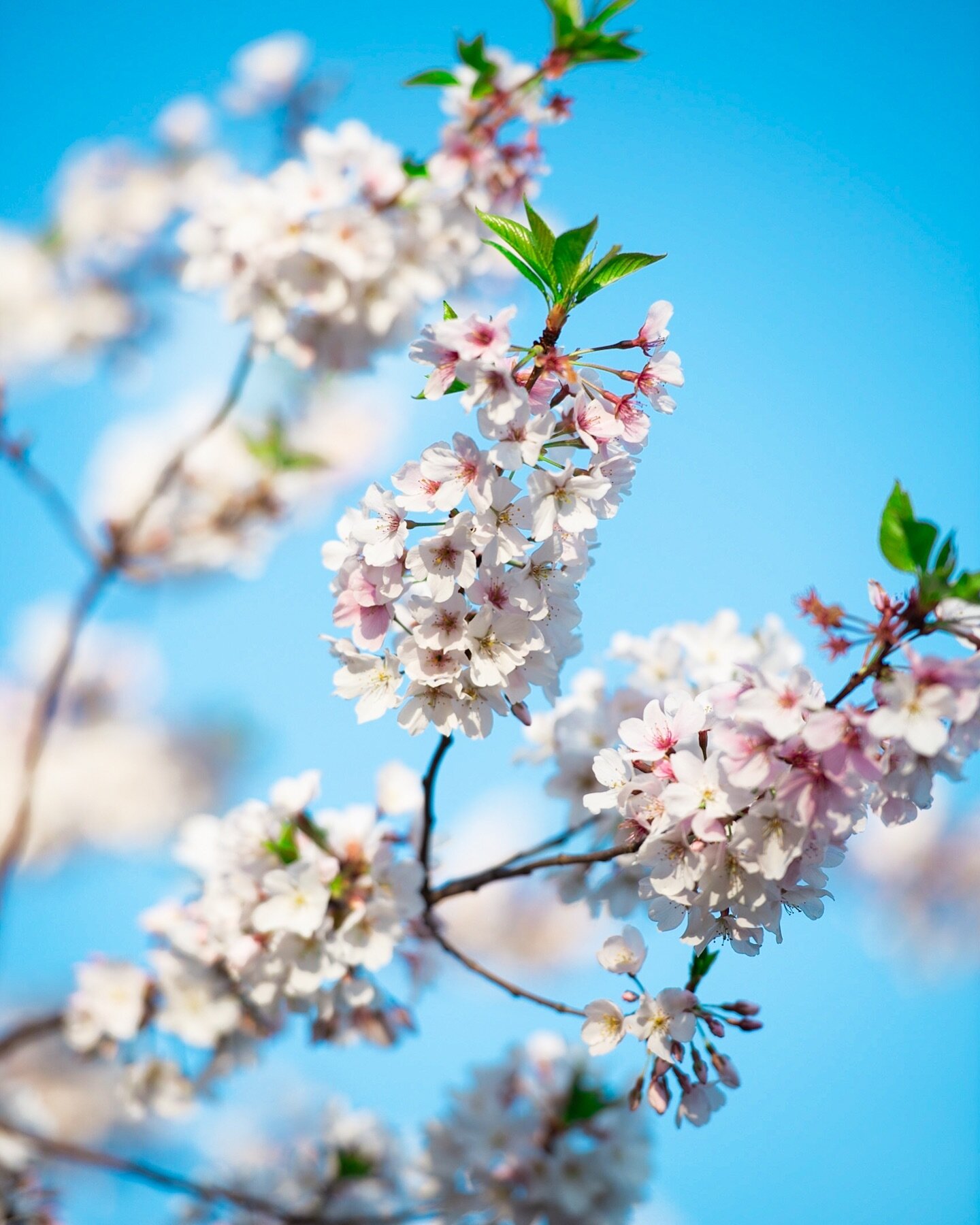 Cherry blossom season is here! 
.
.
.
.
.
#cherryblossom #cherryblossoms #flowerphotography #flowers🌸 #flowerstagram #flowerlovers #fineartphotography #flowerphoto #naturephotography #naturephoto