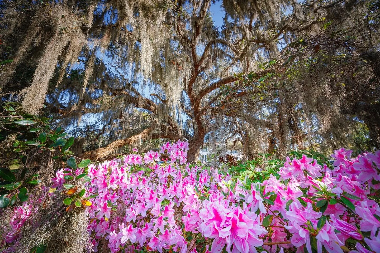On Jekyll island, Ga there is a special tree- the Plantation Oak. It is the largest, and oldest live oak tree on the entire island. It is covered in stunning Spanish moss, and surrounded with vibrant azaleas. 

This location is a must-see in the earl