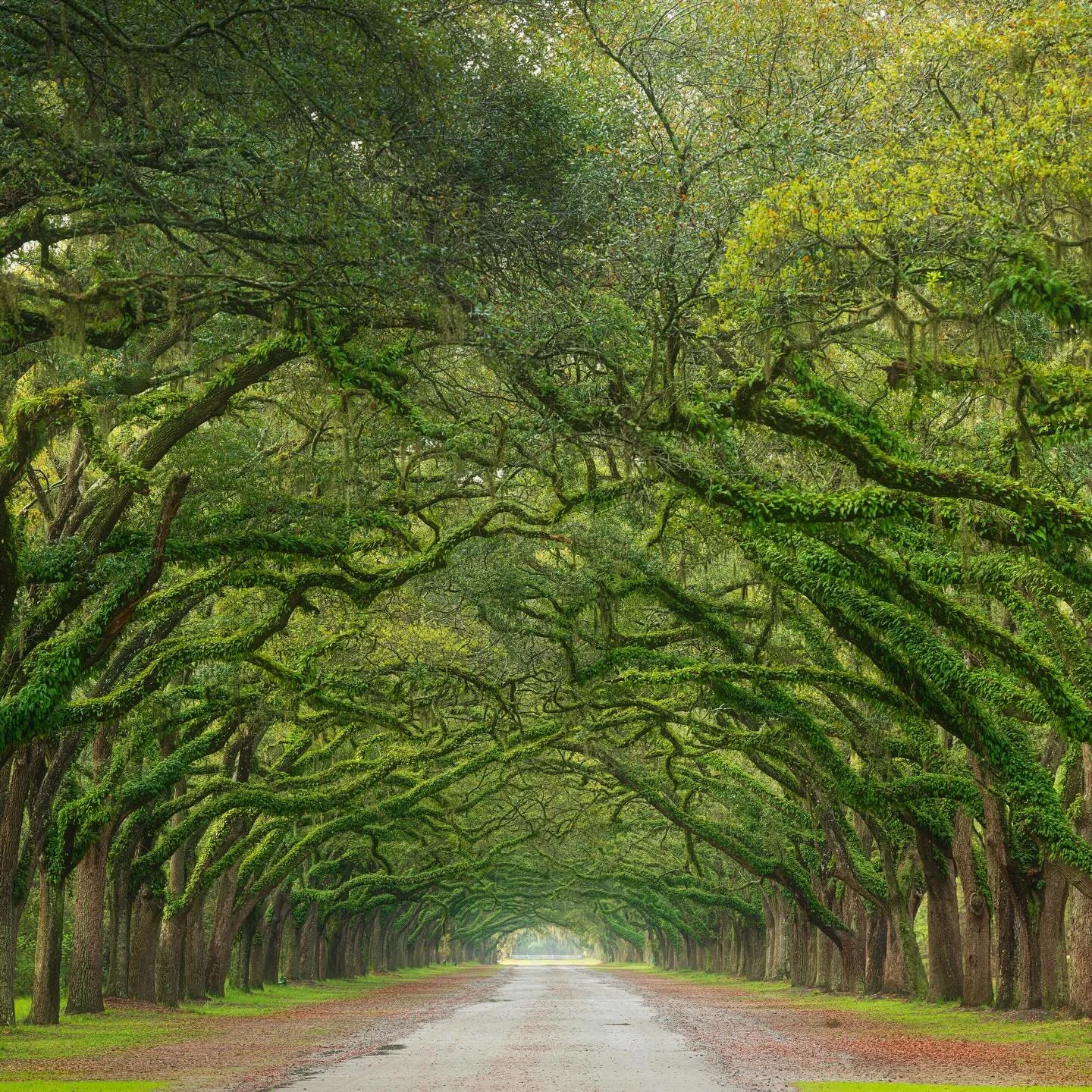 Swipe to see the full breadth of this panorama of Wormsloe State Historic site. 🌳

Perhaps one of the most breathtaking locations in the southeastern United States. 

This 1+ mile long tunnel of vibrant live oaks with Spanish moss and ferns creates 