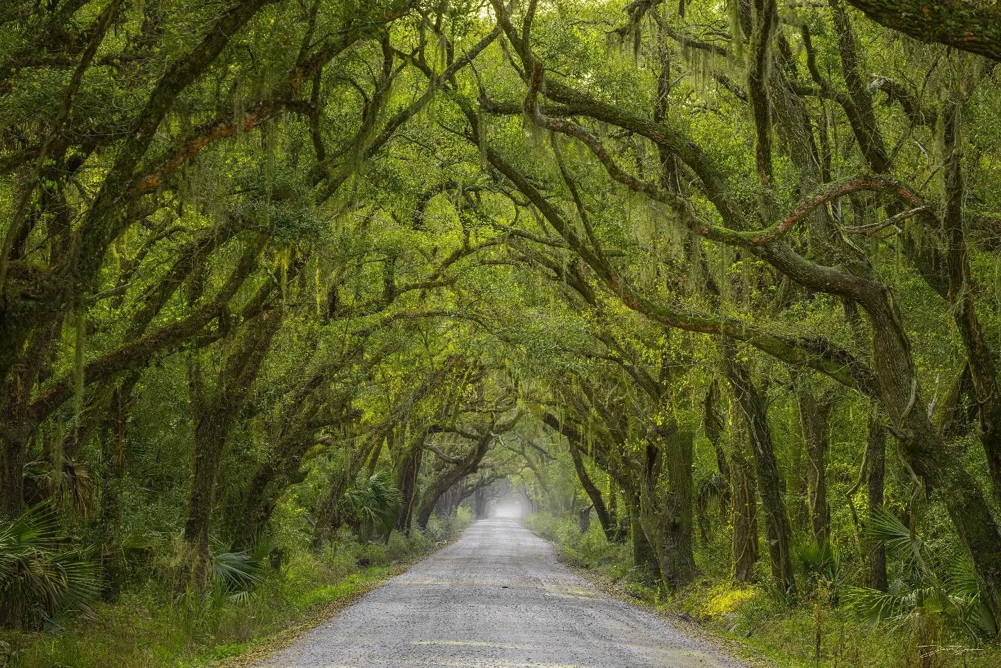 In Botany Bay, South Carolina there&rsquo;s a tunnel of live oak trees and palms covered in Spanish moss. 

Just after sunrise the sun cuts through the trees and makes the green pop. This is just one of many beautiful locations in low country. 

Shot