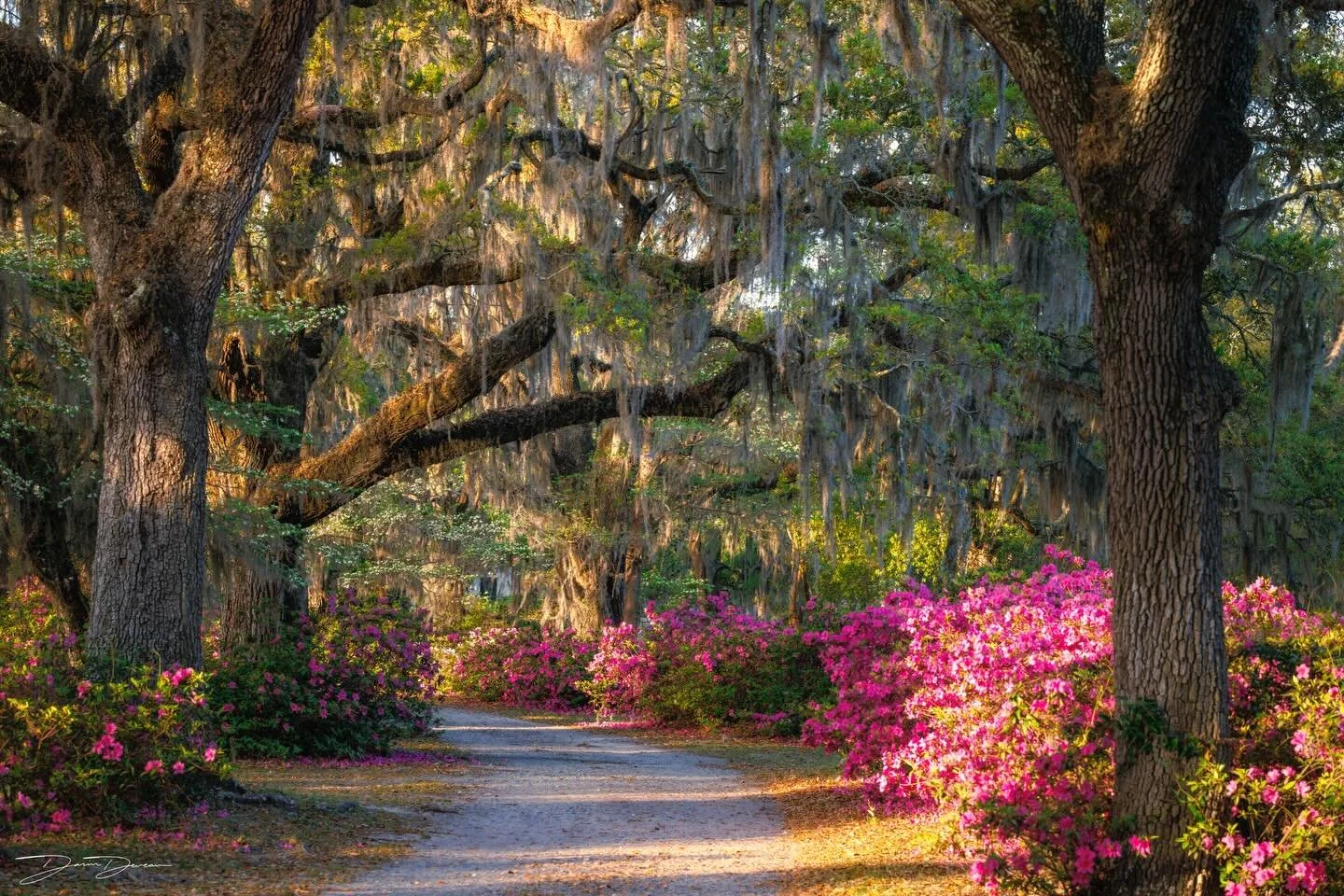 Early morning golden light along a charming road in Bonaventure Cemetery. 
.
.
.
Shot on @canonusa R5 with a canon ef 70-200mm f2.8 and a @nisiopticsusa CPL

Settings:
- 95mm
- 1/30
- f8.0
- ISO 250
.
.
.
#southern #southernlivingmagazine #coastalgeo