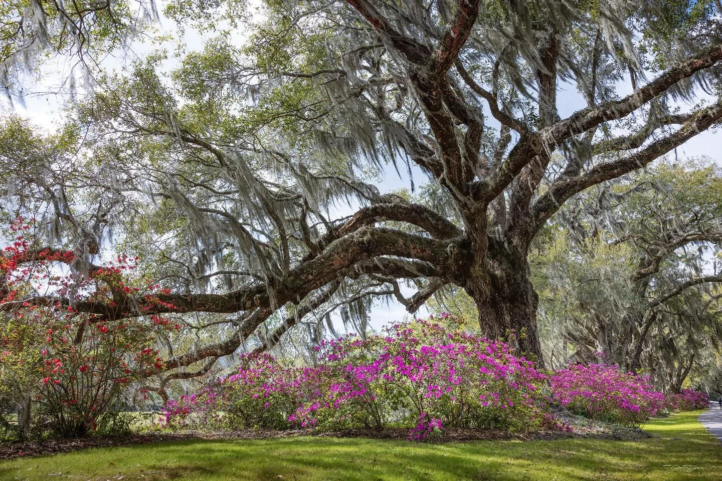 Magnolia Plantation in South Carolina has some of the most stunning trees and flowers you&rsquo;ll see anywhere in the south. 

Many of these trees are over 300+ years old, and they have the character to show that. Spanish moss, and ferns decorate th