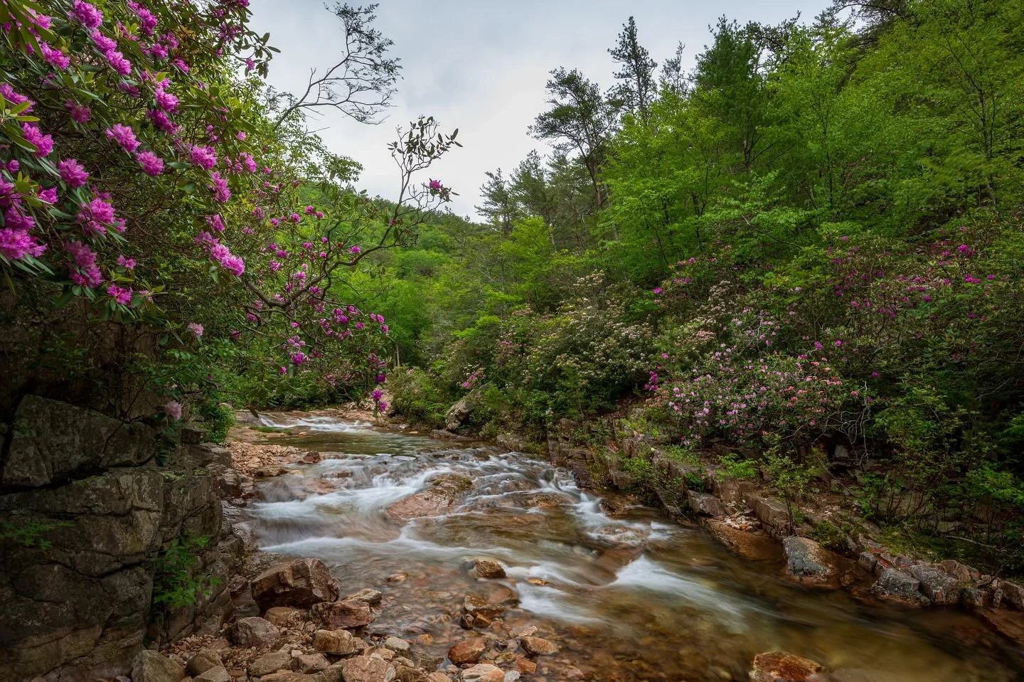 Rhododendron Valley, Saint Mary&rsquo;s wilderness, Va. 

During mid-late May, Saint Mary&rsquo;s lights up with an electric bloom of Catawba rhododendrons and mountain laurels. It&rsquo;s a truly stunning and dreamy sight for the brief window of tim