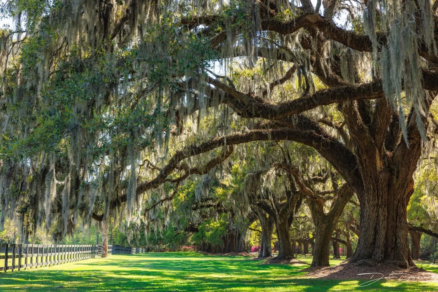 Old and imposing live oak trees at Boone Hall plantation in coastal South Carolina.
.
.
.
Shot on @canonusa R5 with a 28-70mm F2L lens using @nisiopticsusa ND filters.
.
.
.
#southerncharm #liveoaktrees #spanishmoss #boonehall #fineartphotography