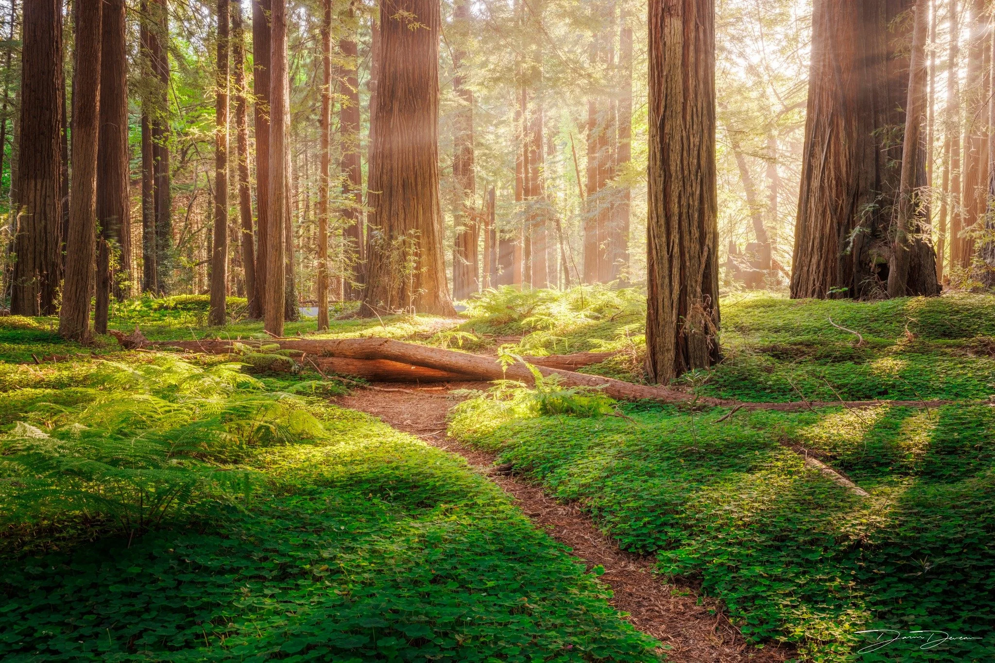 Magical redwood forest in Redwoods National Park. 
.
.
Shot on @canonusa R5, 28-70mm F2L; using @nisiopticsusa CPL. 
.
#redwoods #redwoodsphotography #magicalforest #forestphotography #Fineartphotography
