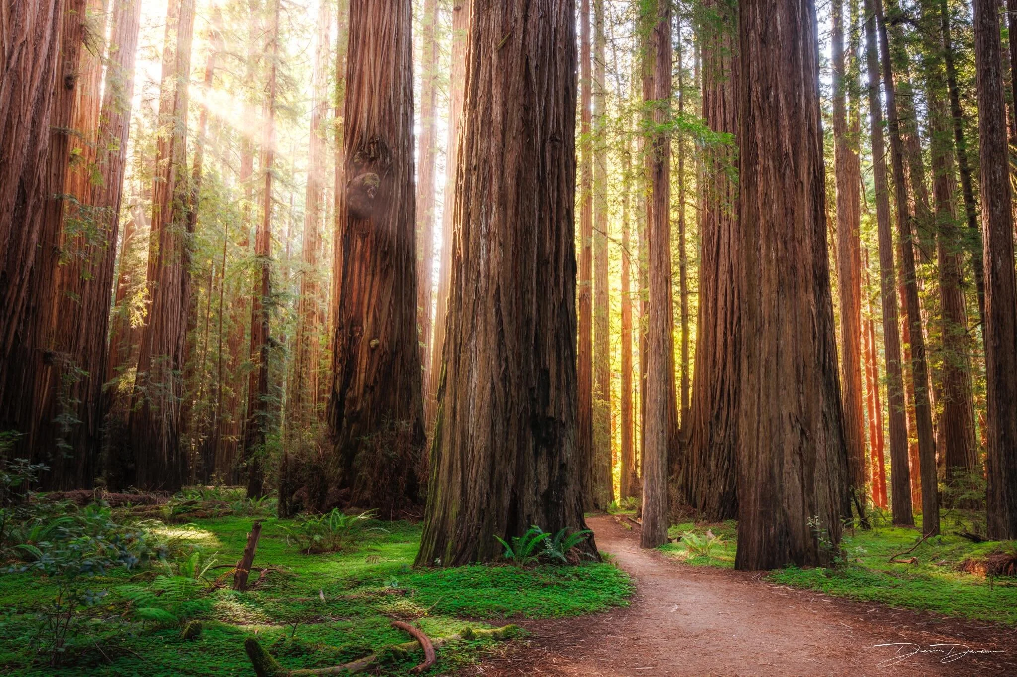 Beautiful morning light in the redwoods. 
.
.
Shot on @canonusa R5, 14-35mm F4L with @nisiopticsusa polariser. 
.
#redwoods #redwoodsphotography #magicalforest #forestphotography #Fineartphotography