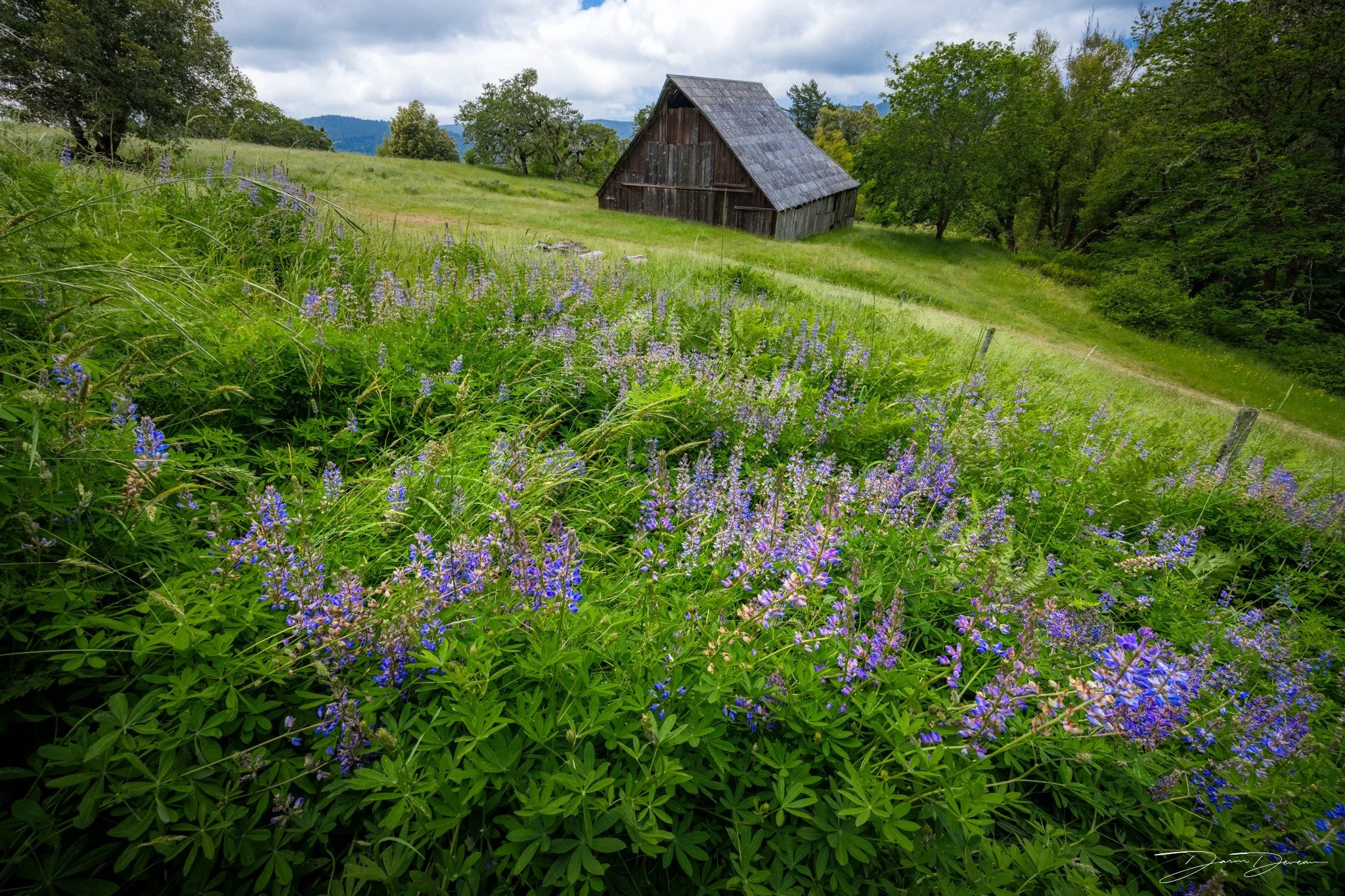 A long hike along a mostly barren ridge in the mountains of Northern California bring you to a stunning abandoned ranch that used to house sheep. 
The entire surrounding area is a treasure trove of wildflowers- but most beautiful of all are the purpl