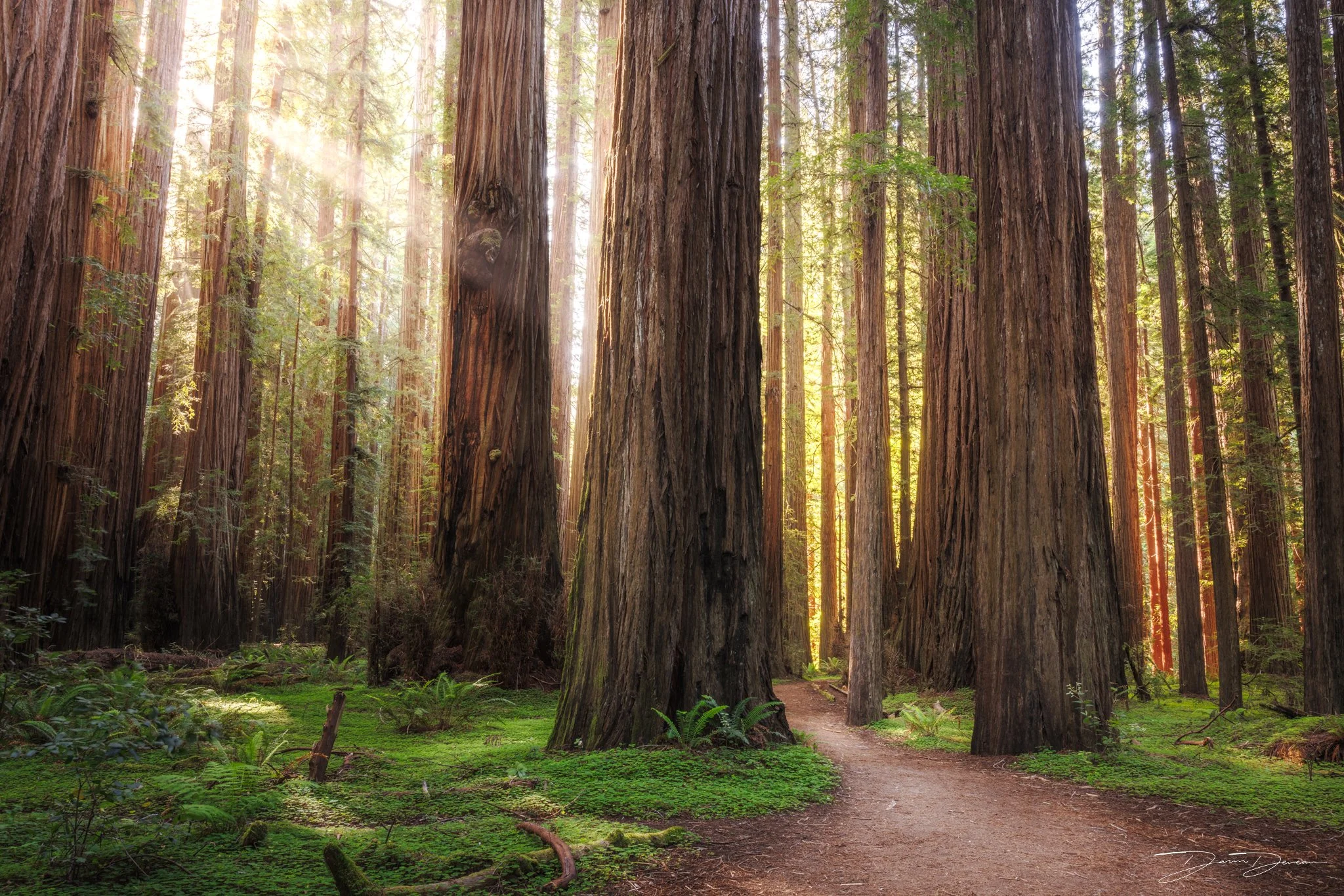 Best Redwood National and State Park Photography Locations