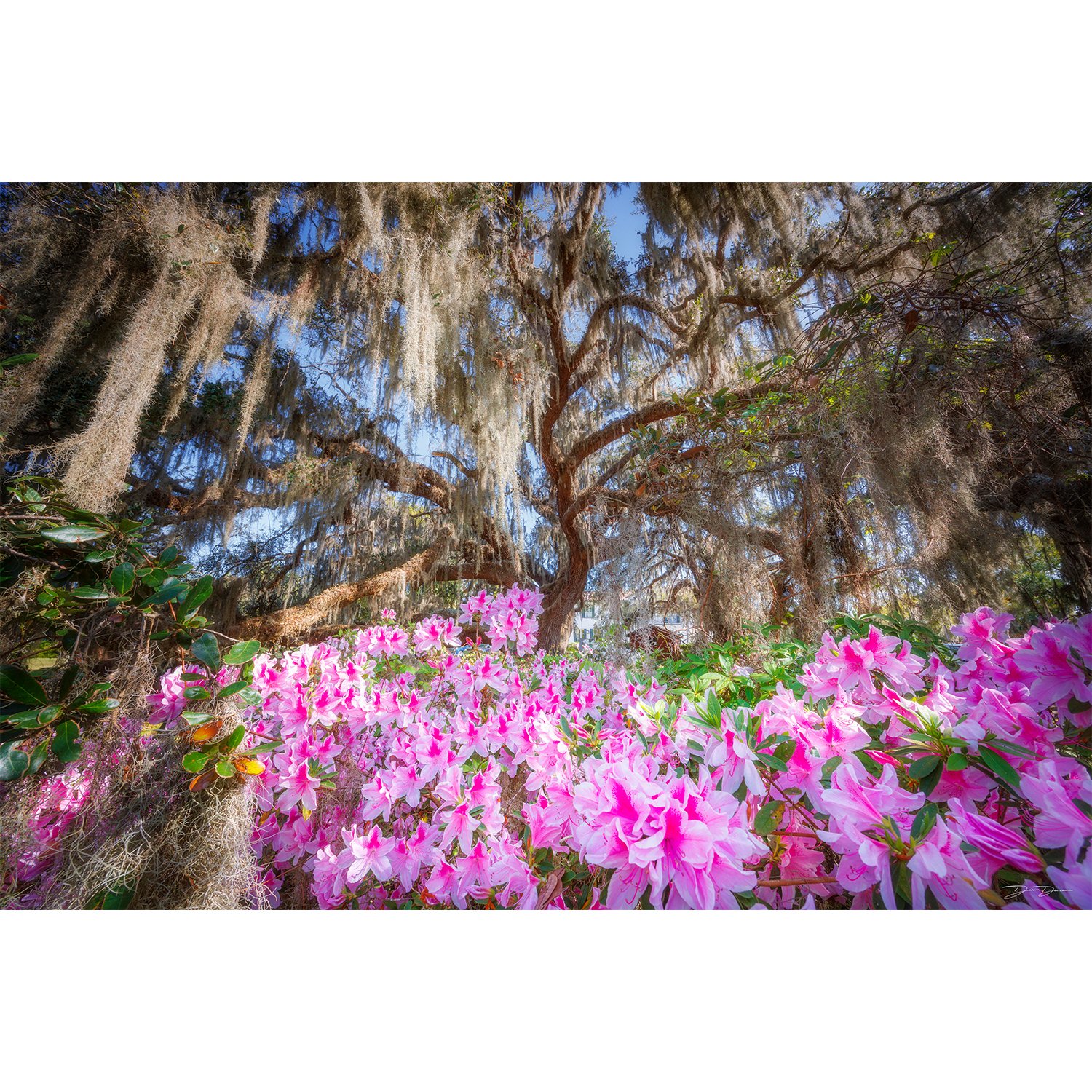 Angelic Azaleas.jpg