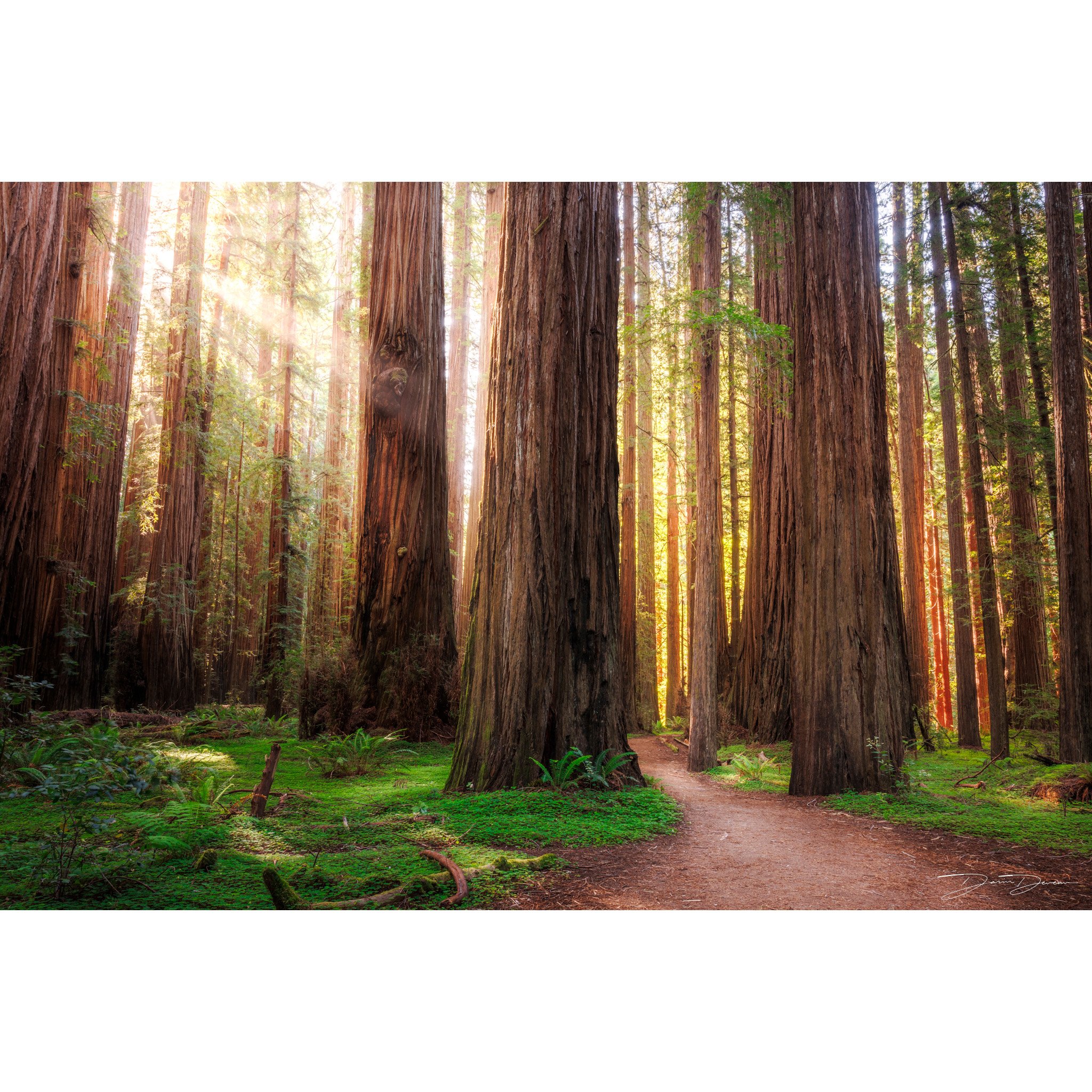 Valley of Giants