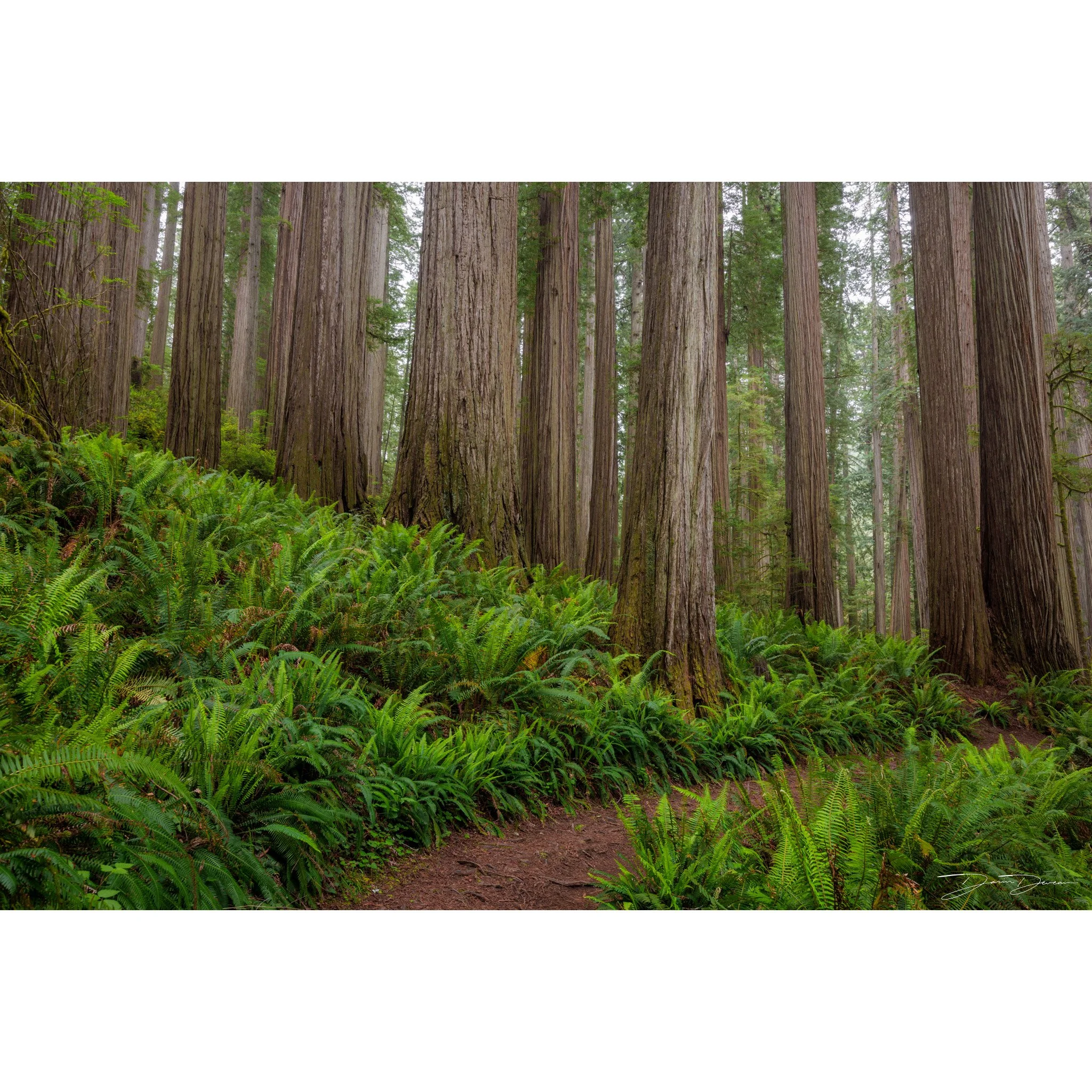 Fern Forest.jpg