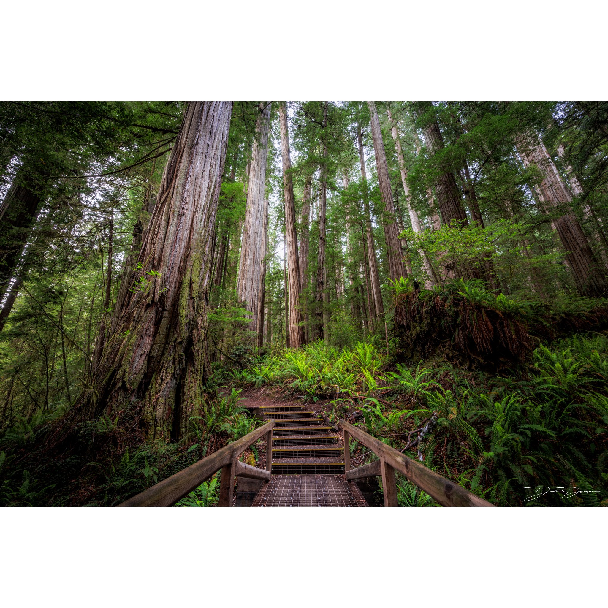 A Walk through the Woods.jpg