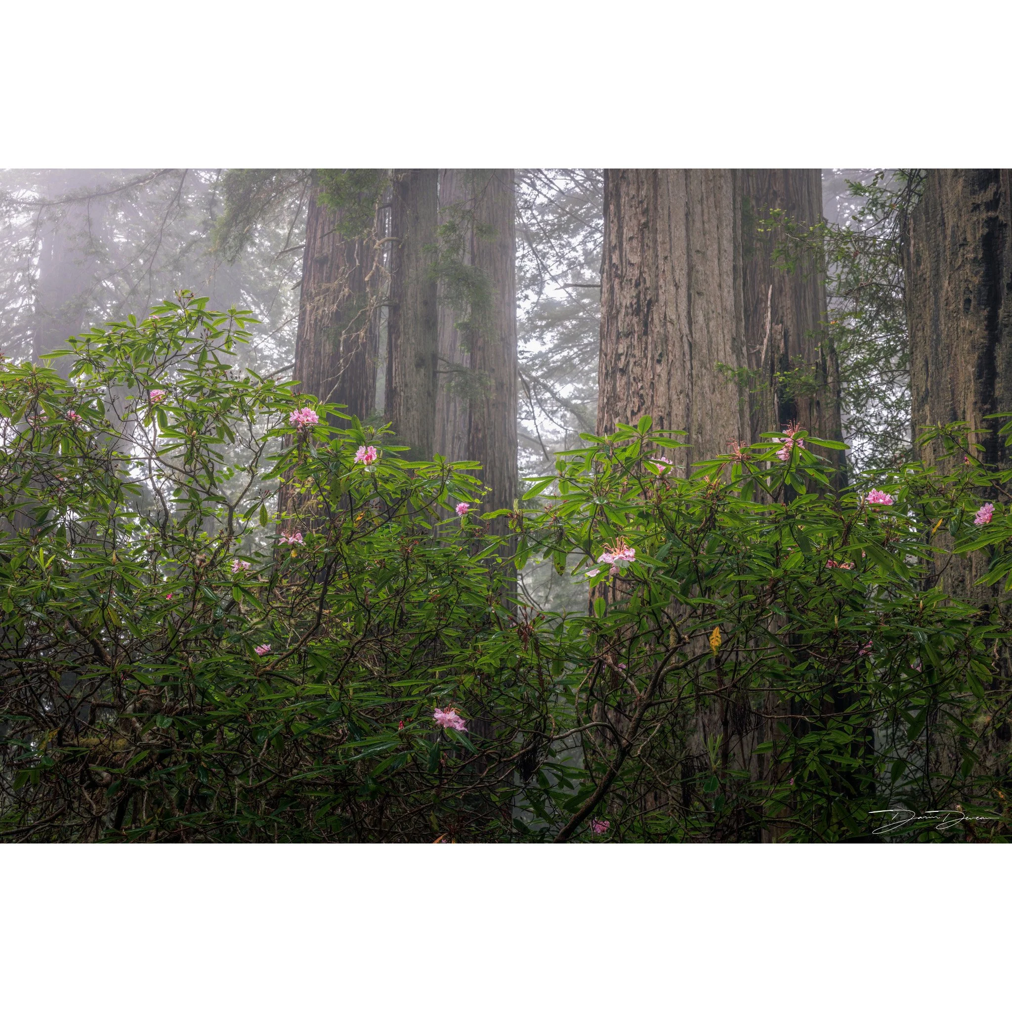 Redwood Rhododendrons
