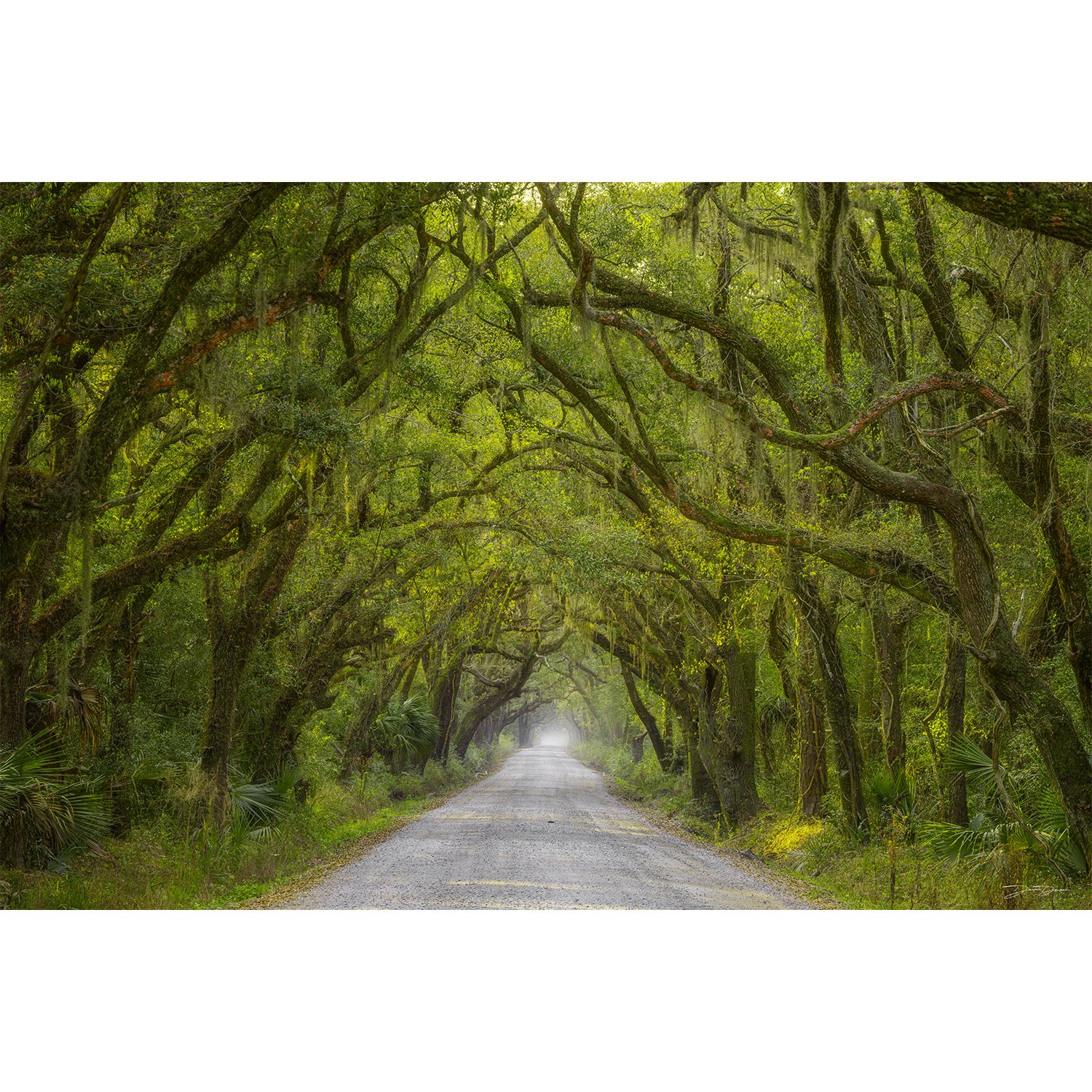 Botany Bay Tree Tunnel.jpg