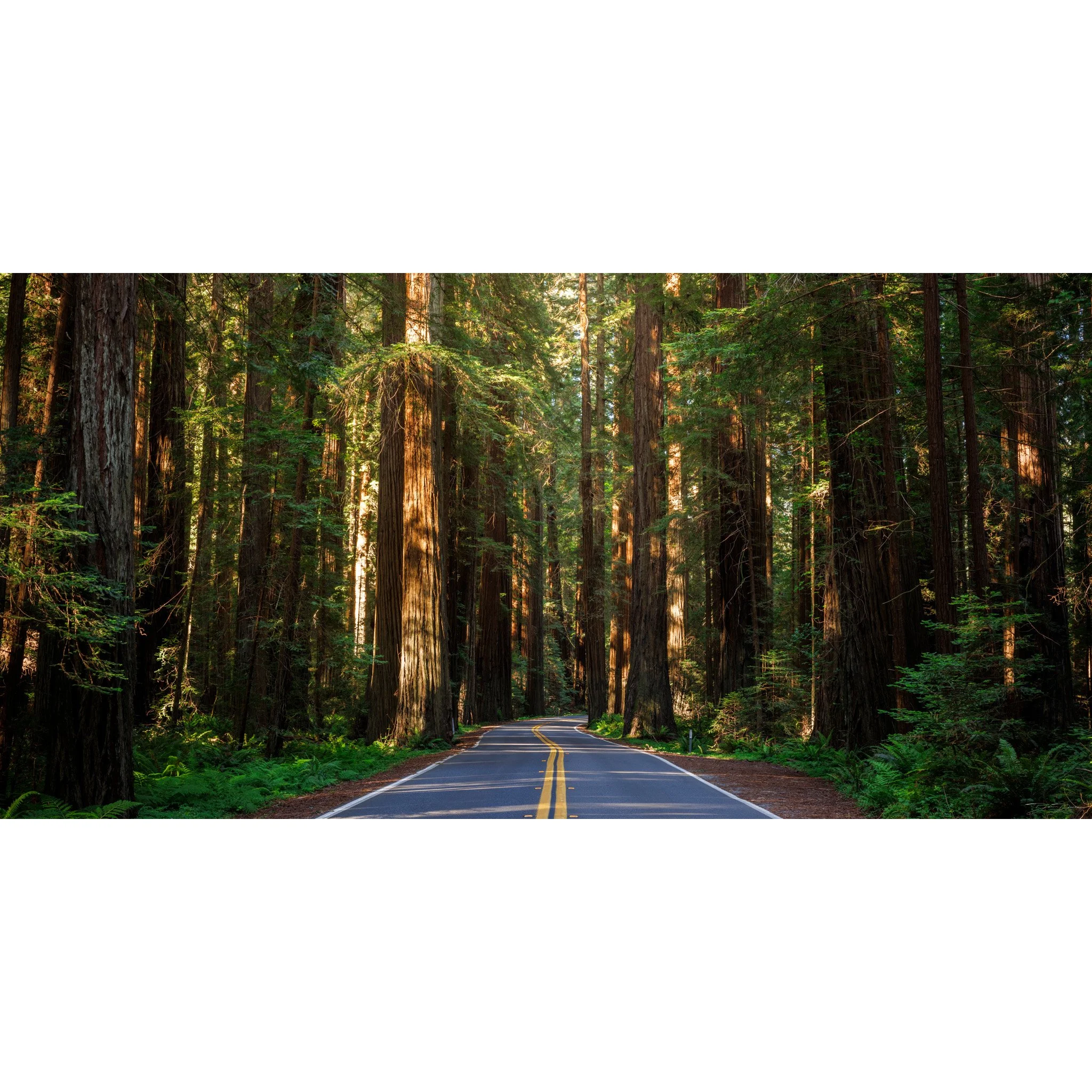 Avenue of the Giants Panorama Square.jpg