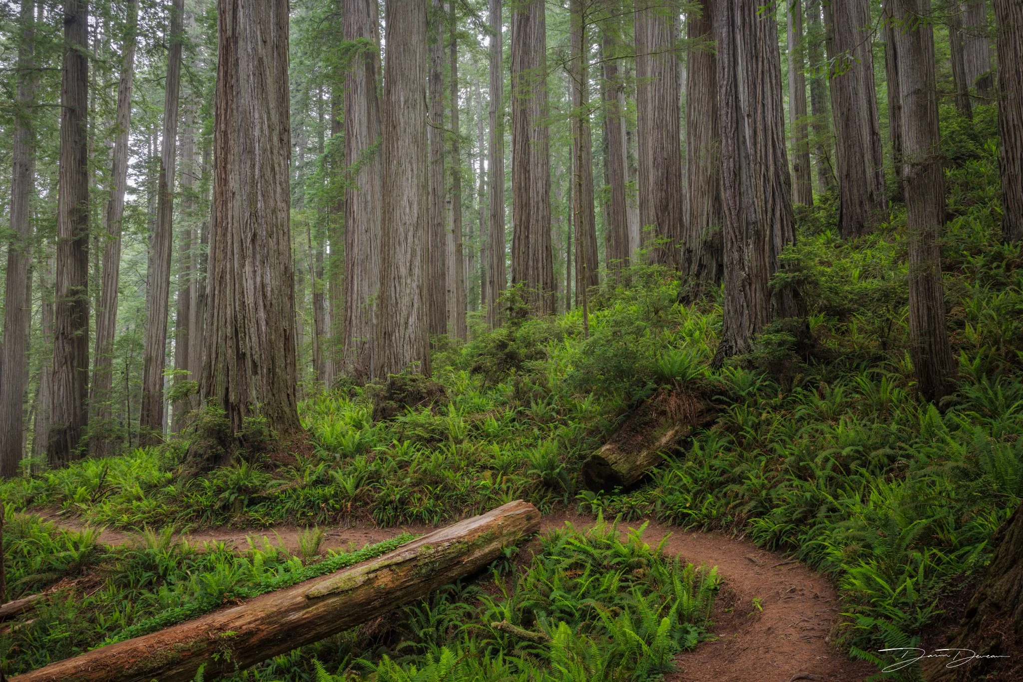 Grove of massive redwood trees in Jedediah Smith State park, a part of the Redwood National and State Parks