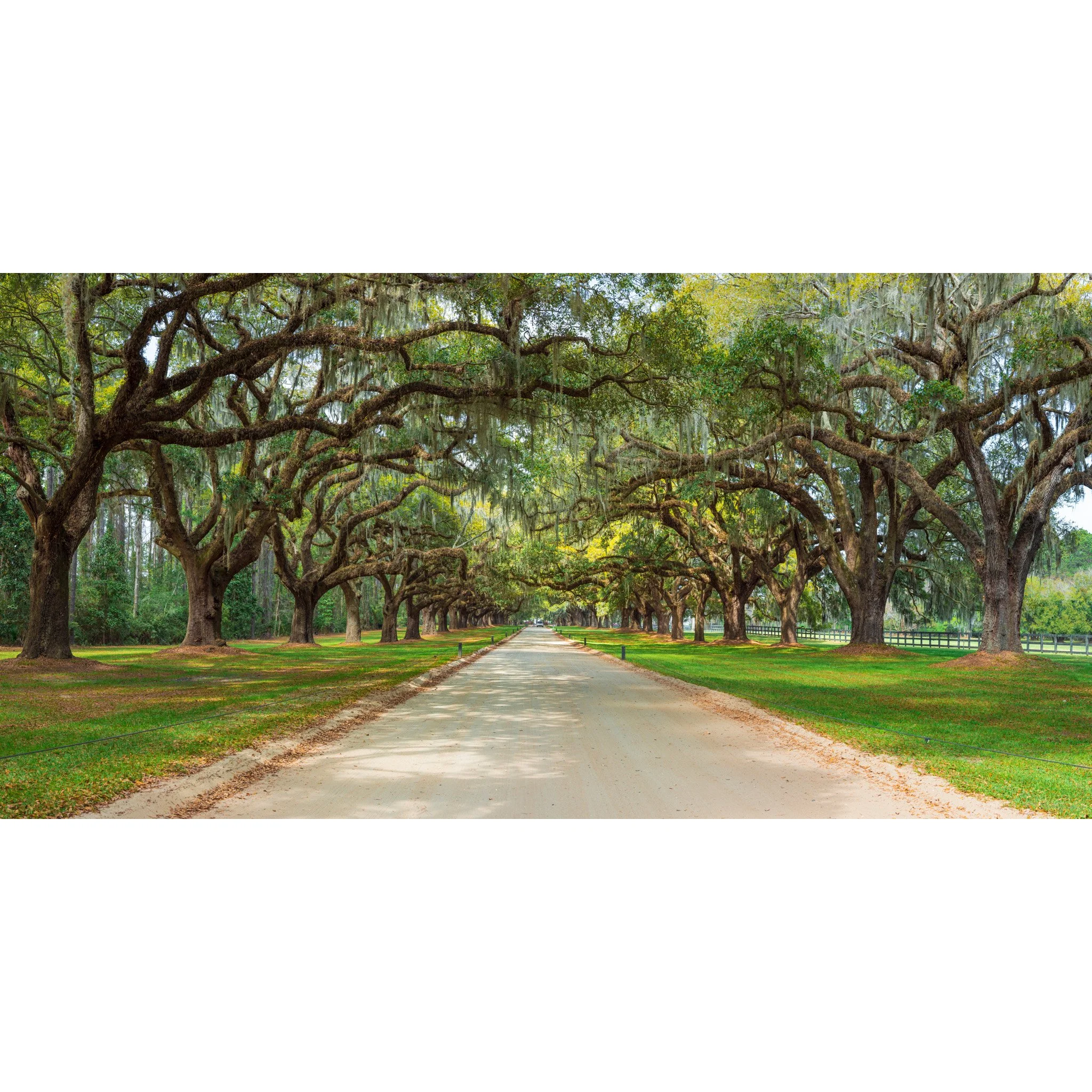 Boone Hall Tunnel Panorama Square.jpg