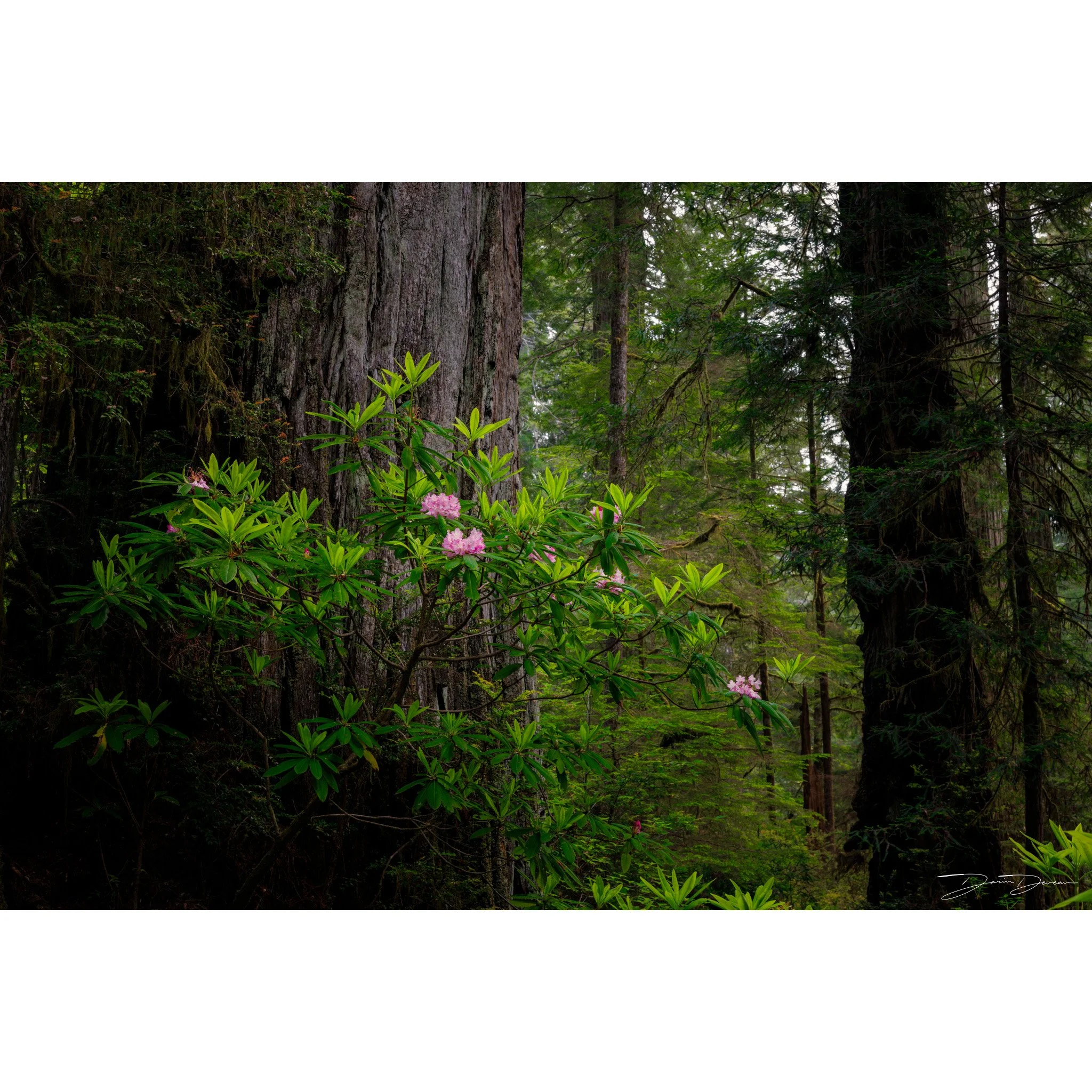 Floral Forest.jpg