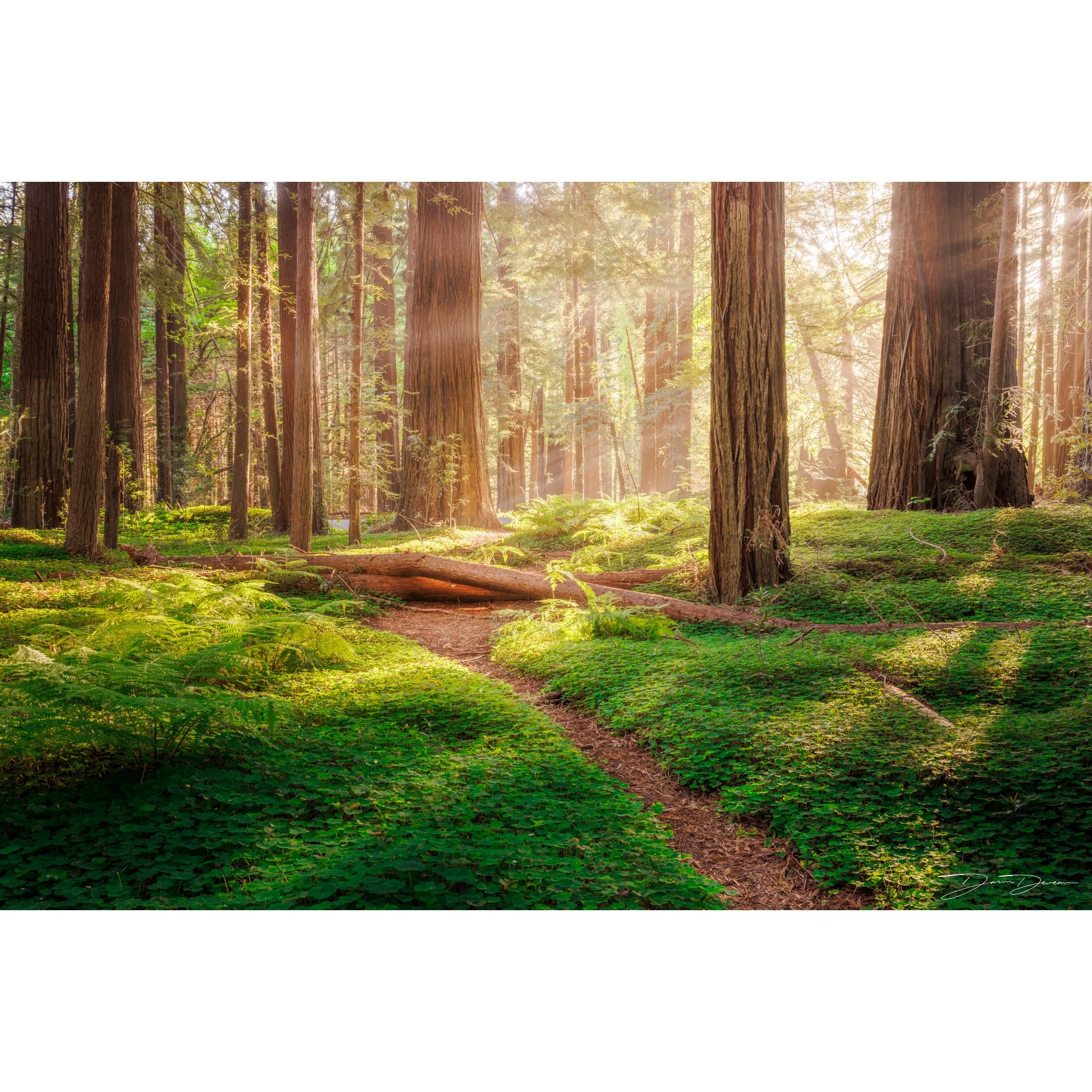 Morning Trail