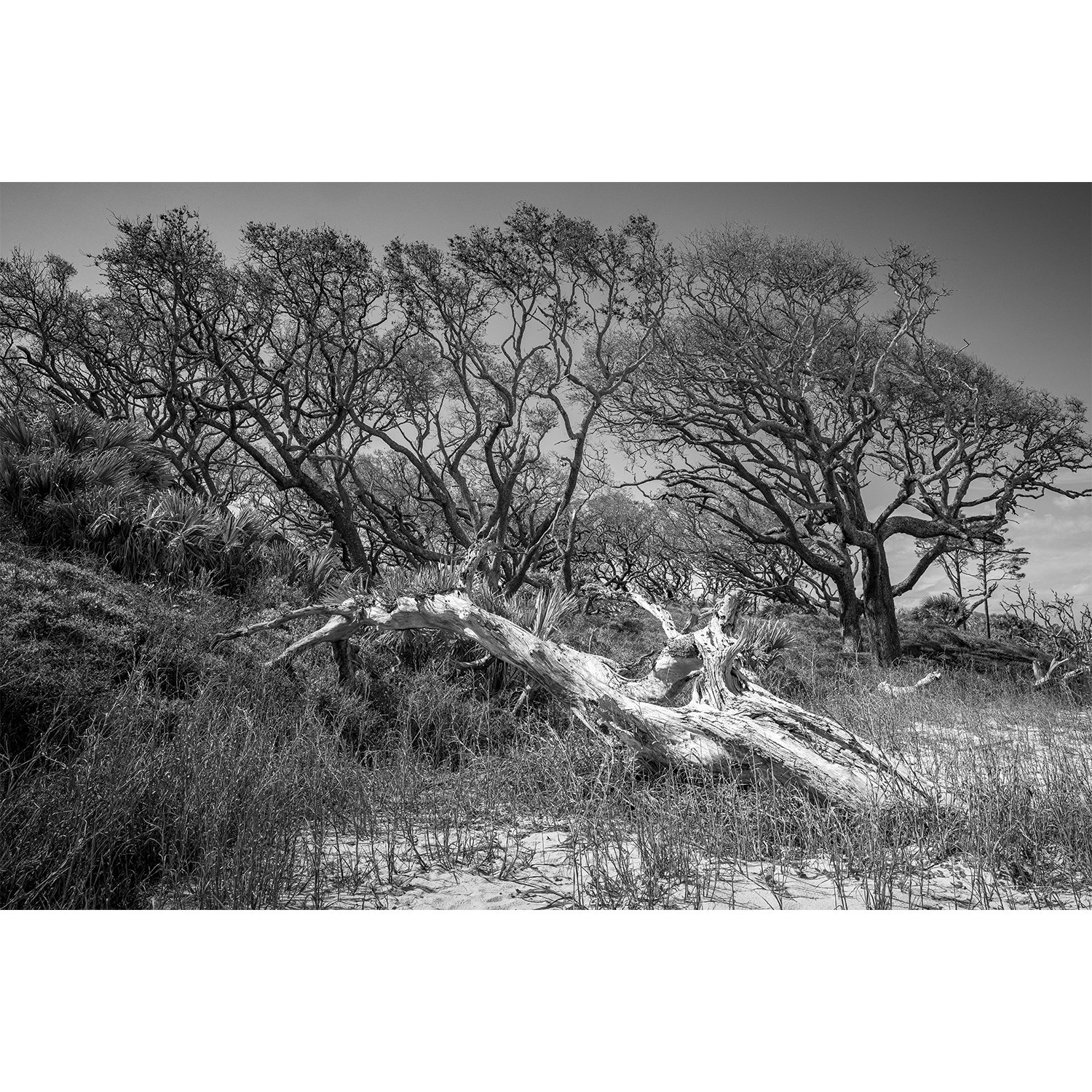 Jekyll Island Afternoon.jpg