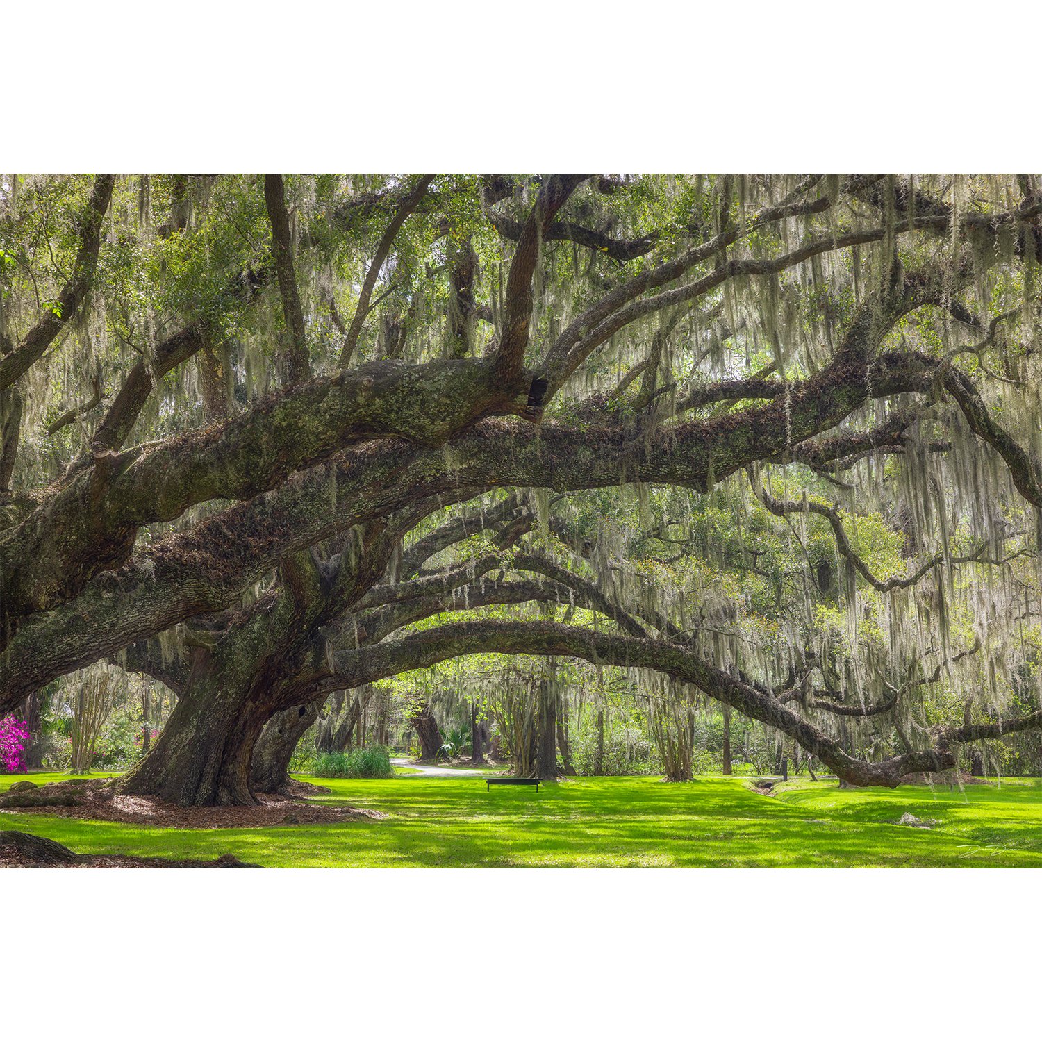 Canopy.jpg