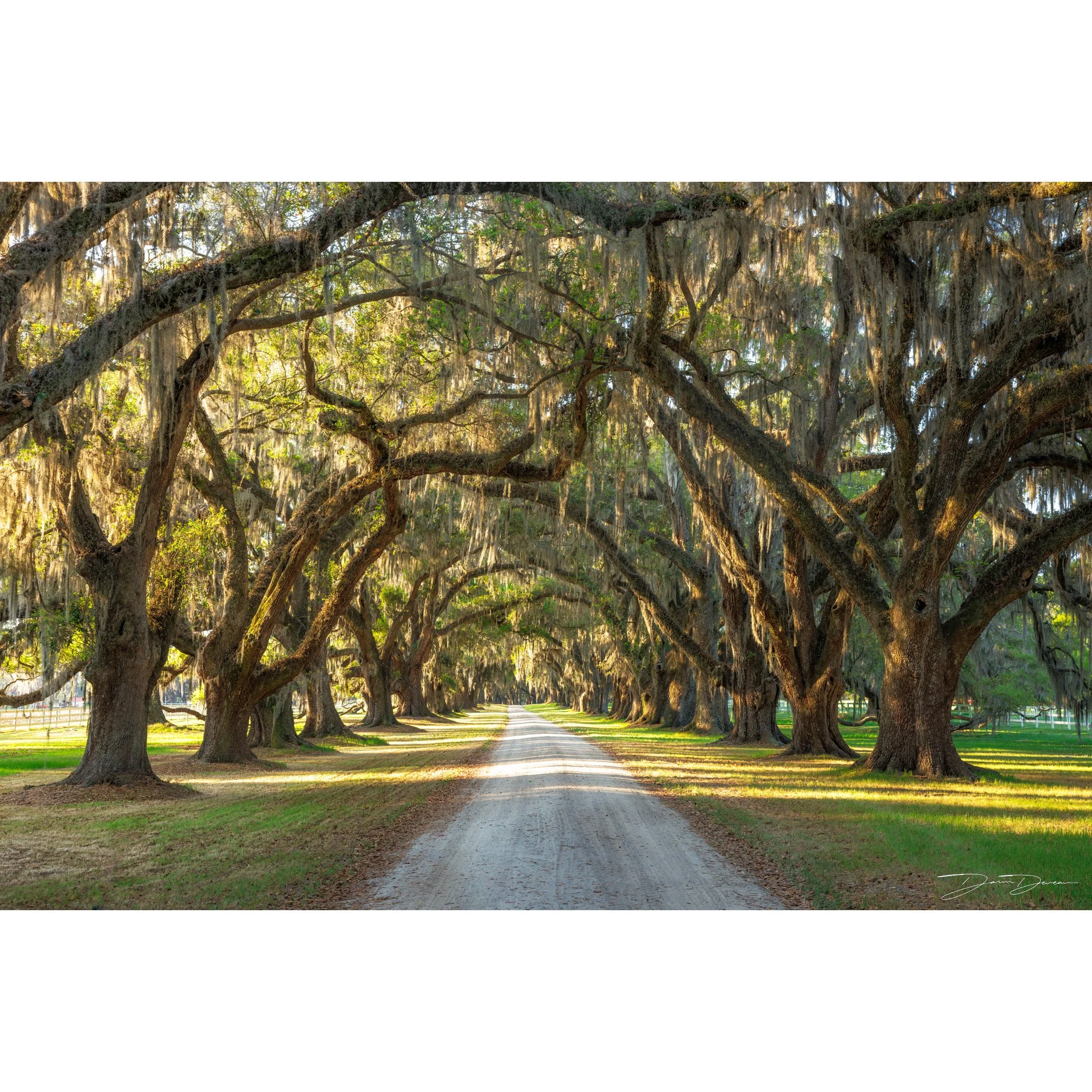 Enchanted Driveway