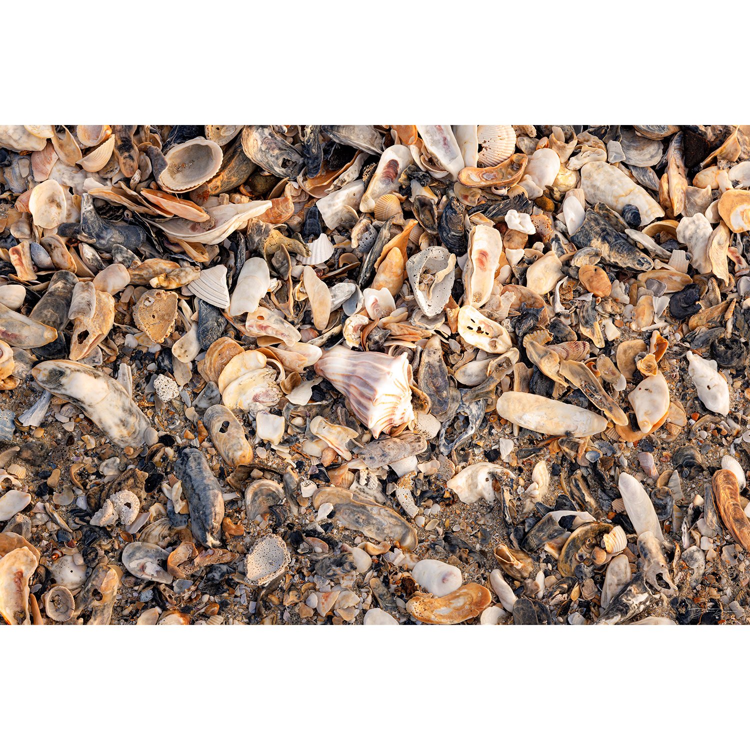 Shell City.jpg
