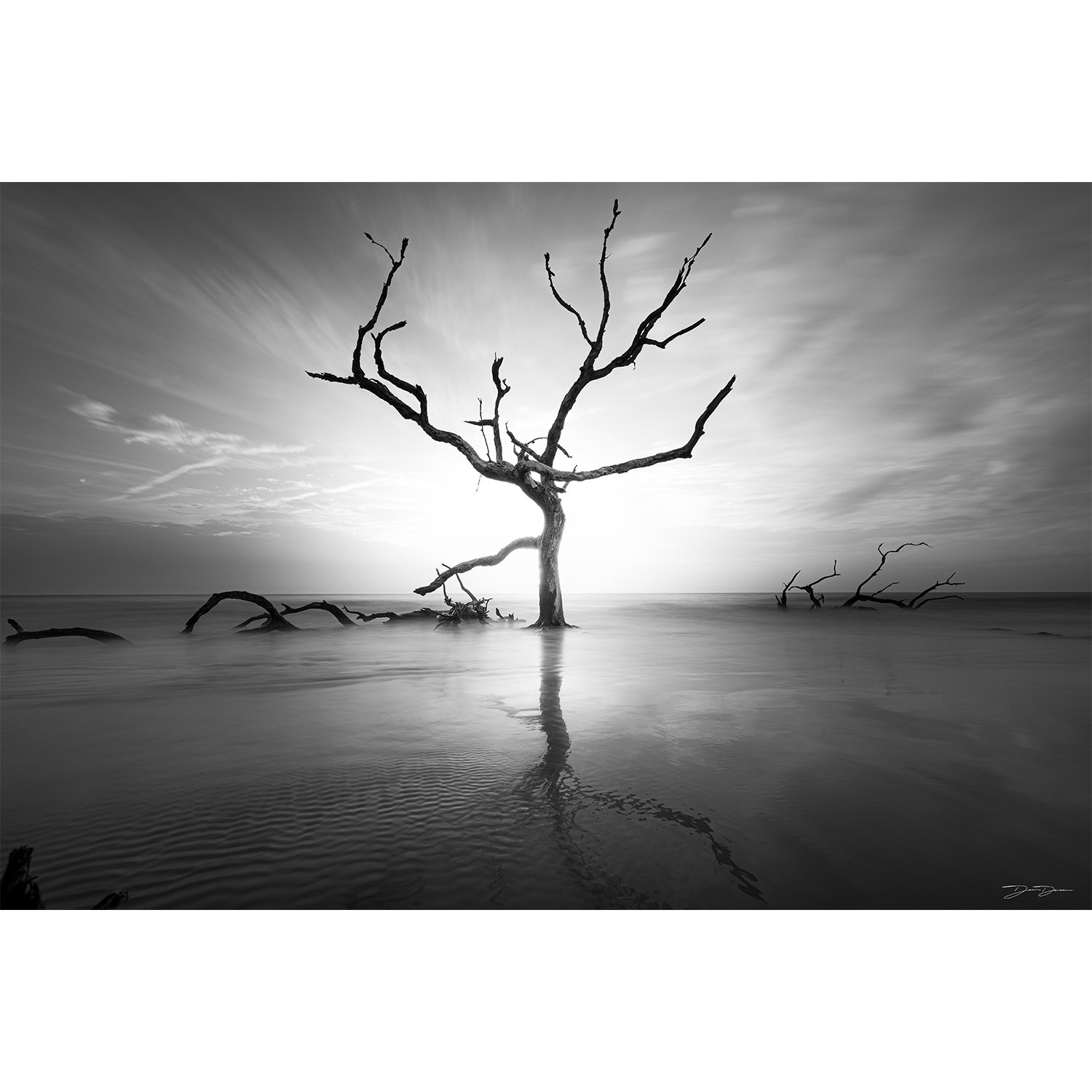 Arboreal Glory