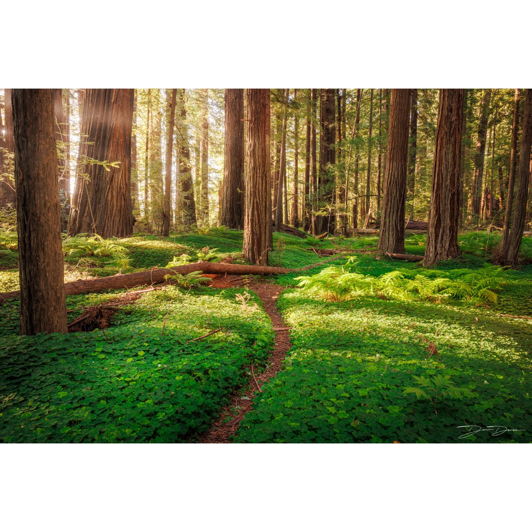 Clover Grove