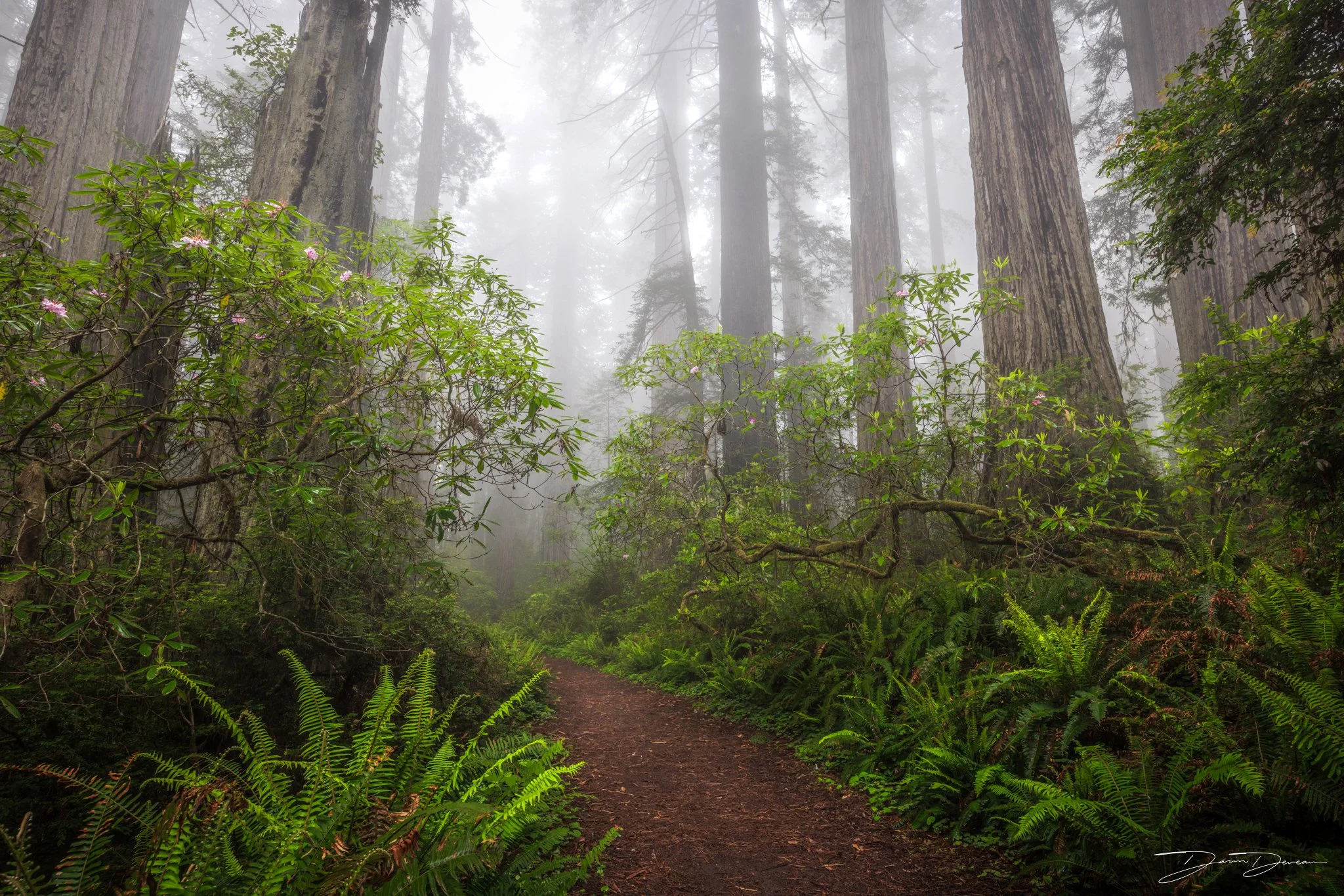 A foggy morning in Del Norte State Park, Ca. A part of theRedwood National and State Parks