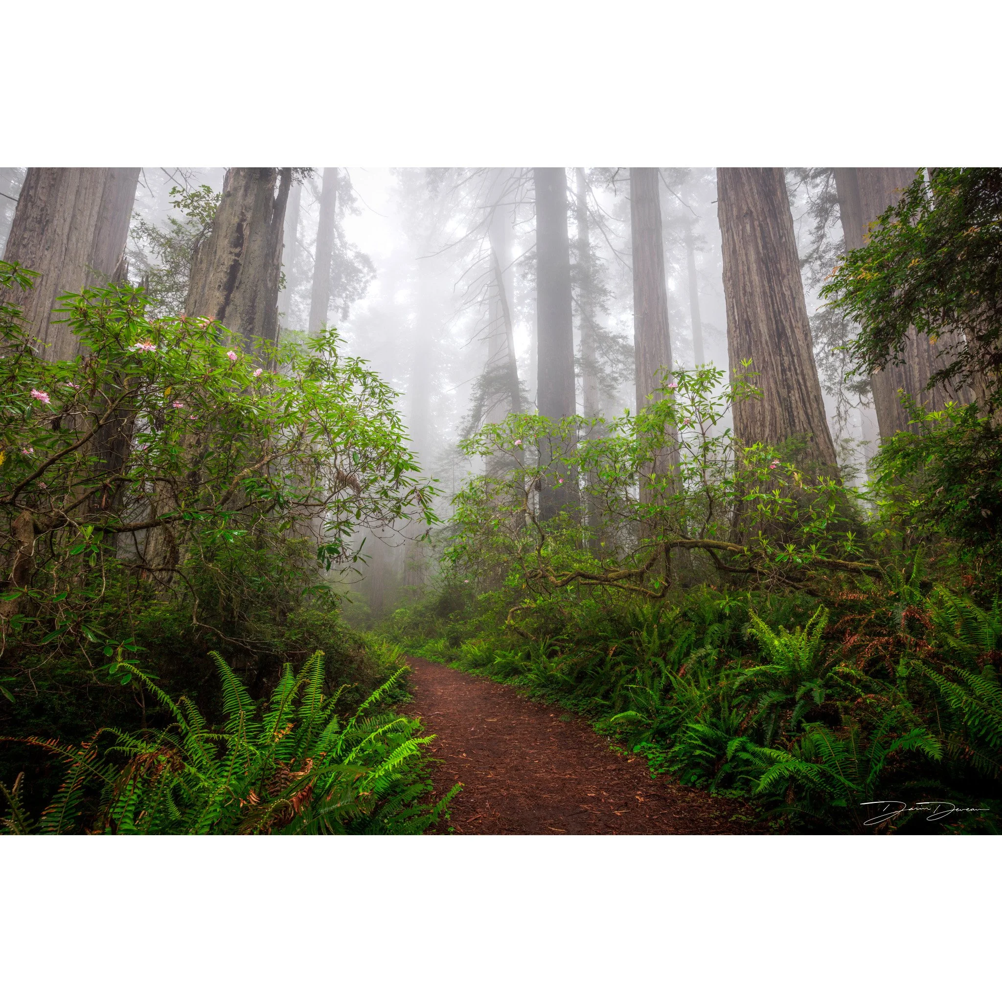Magical Trail.jpg