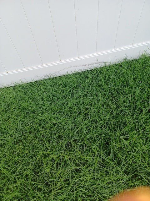 grass9.jpg