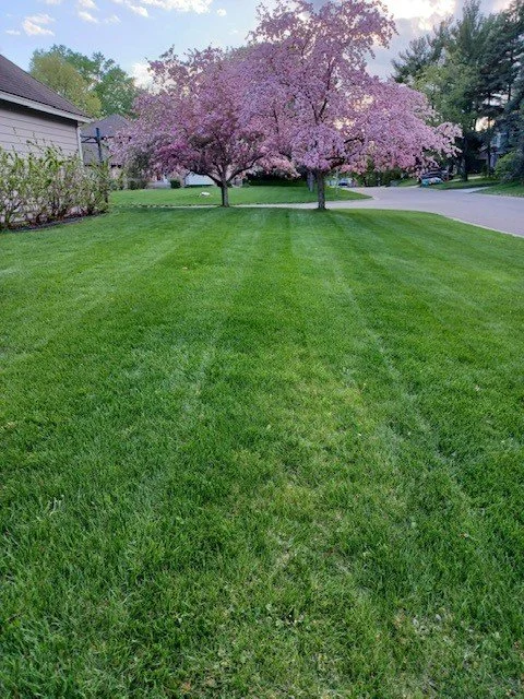 grass4.jpg