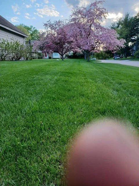 grass2.jpg