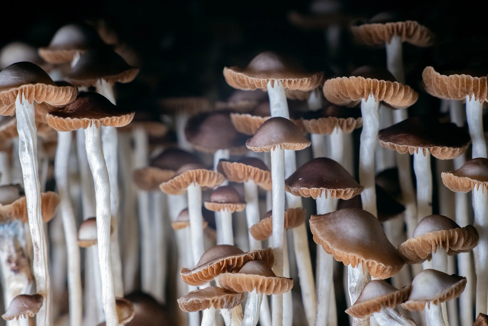 How to Grow Exotic Mushrooms Using a Martha Tent