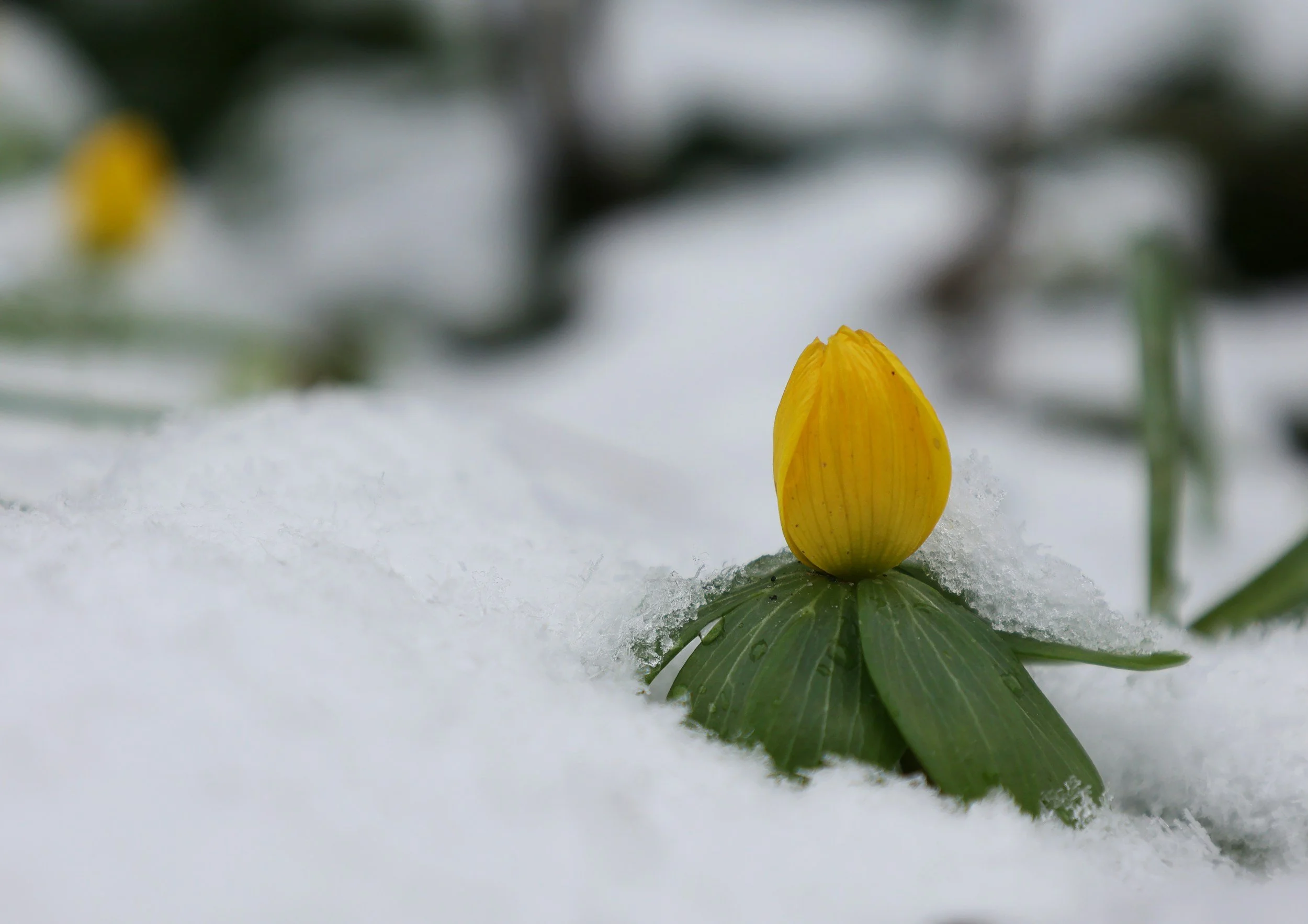 Yellow flower pushing through snow symbolizing winter mental health and seasonal depression
