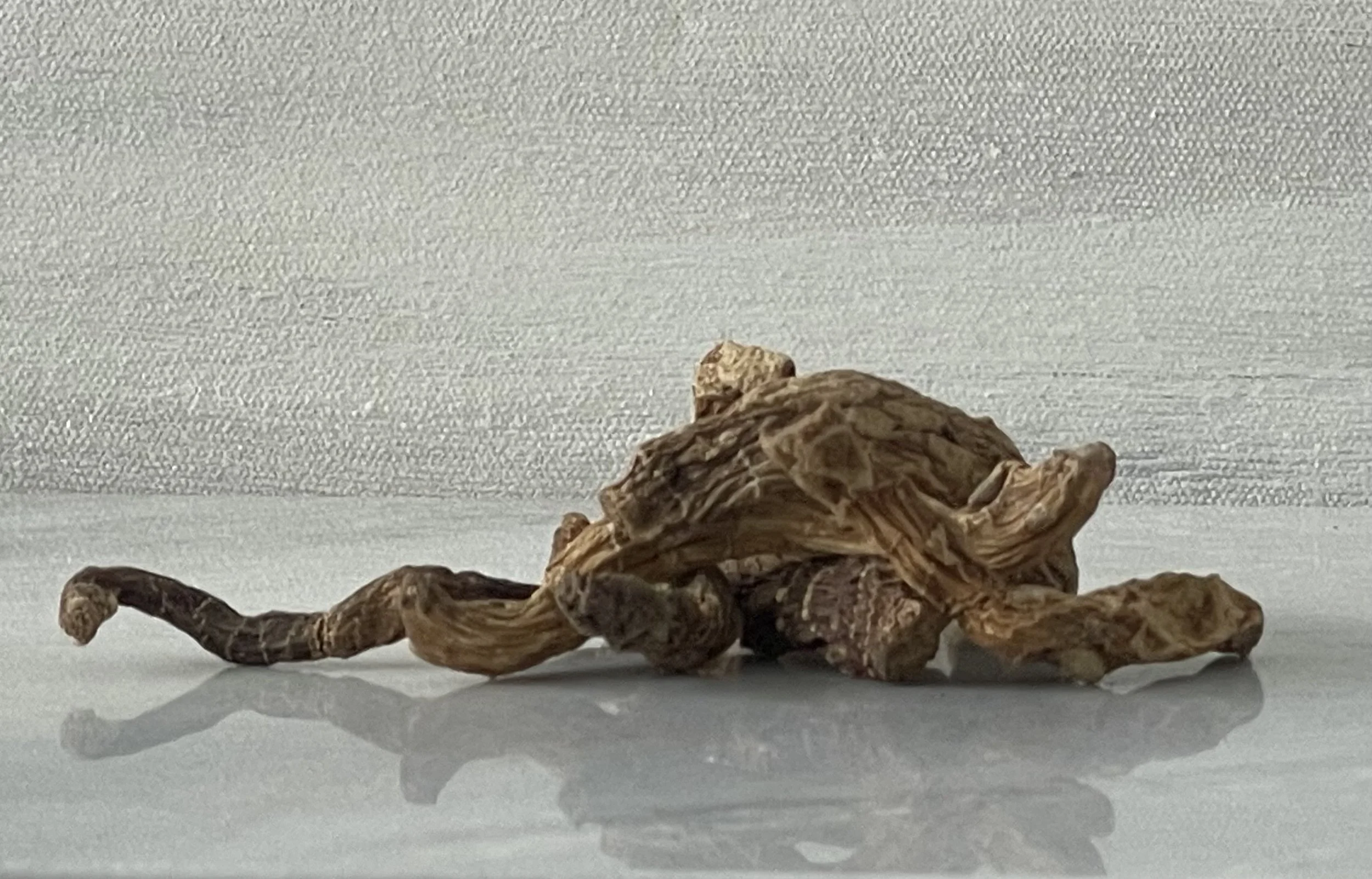 Mandrake Root