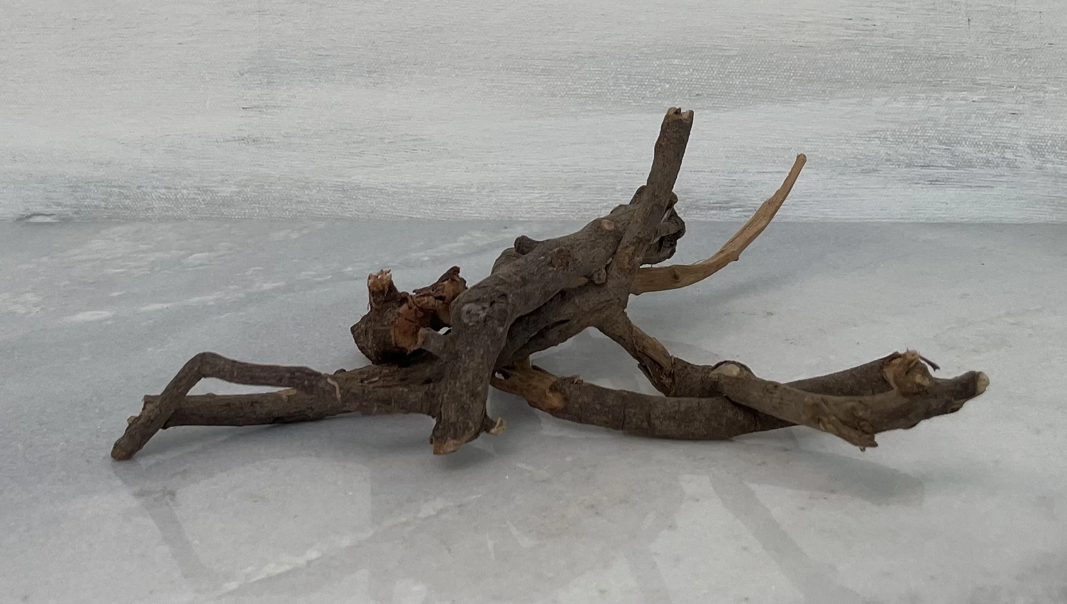 Master Root