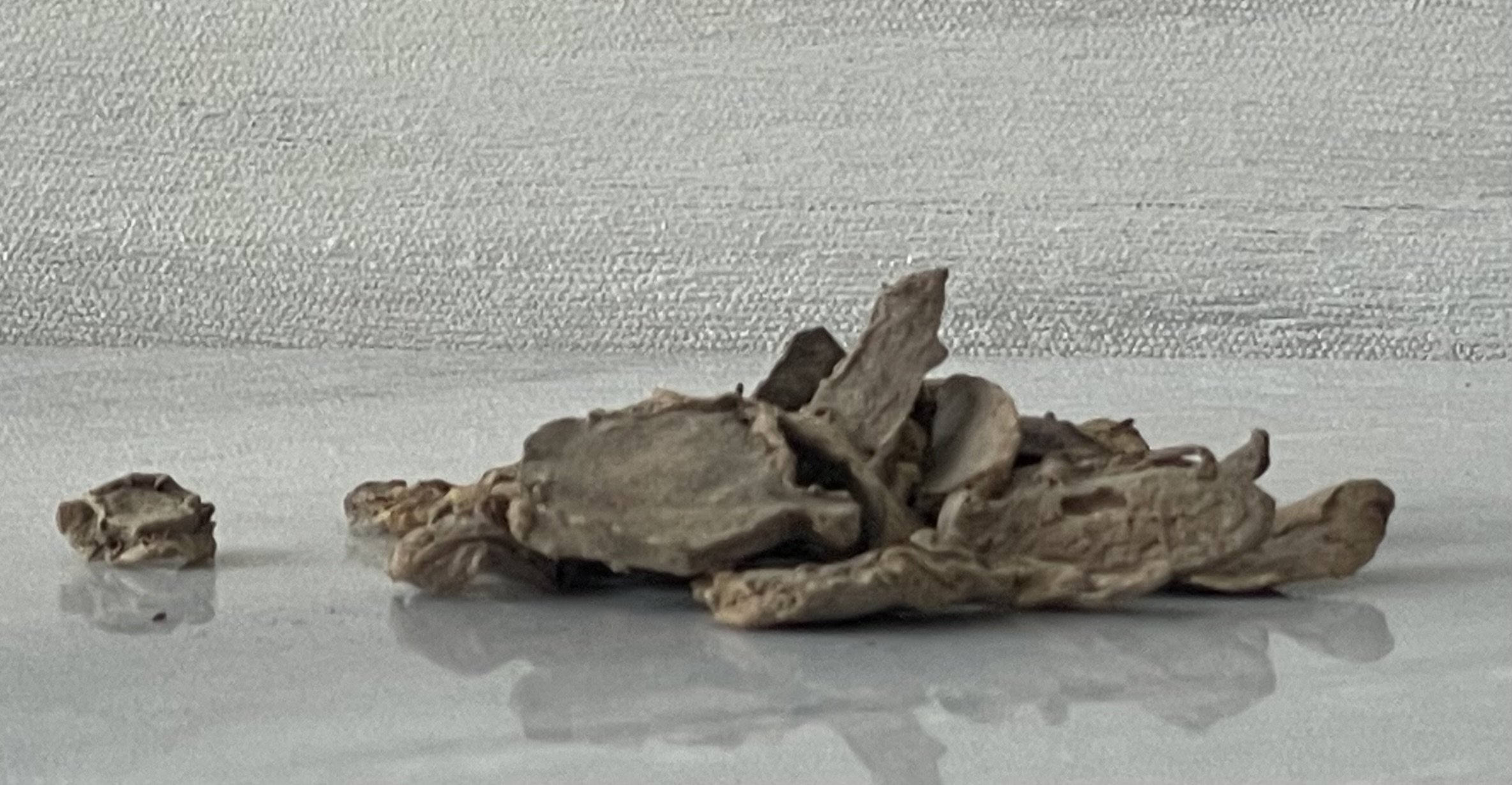 Angelica Root