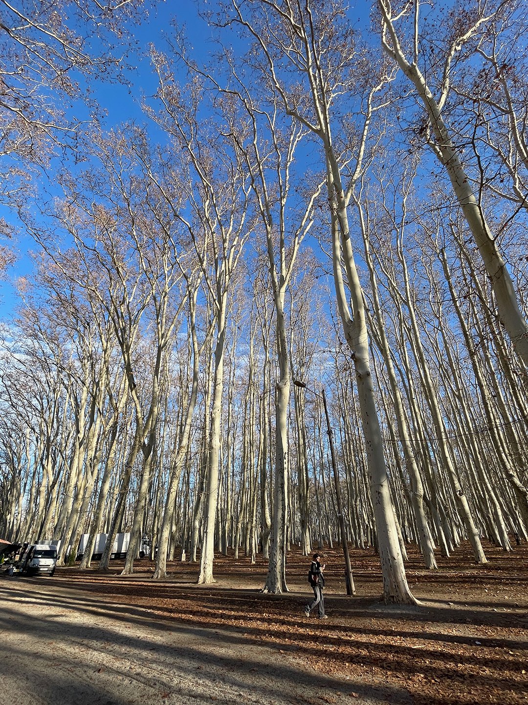 Devesa Park, winter