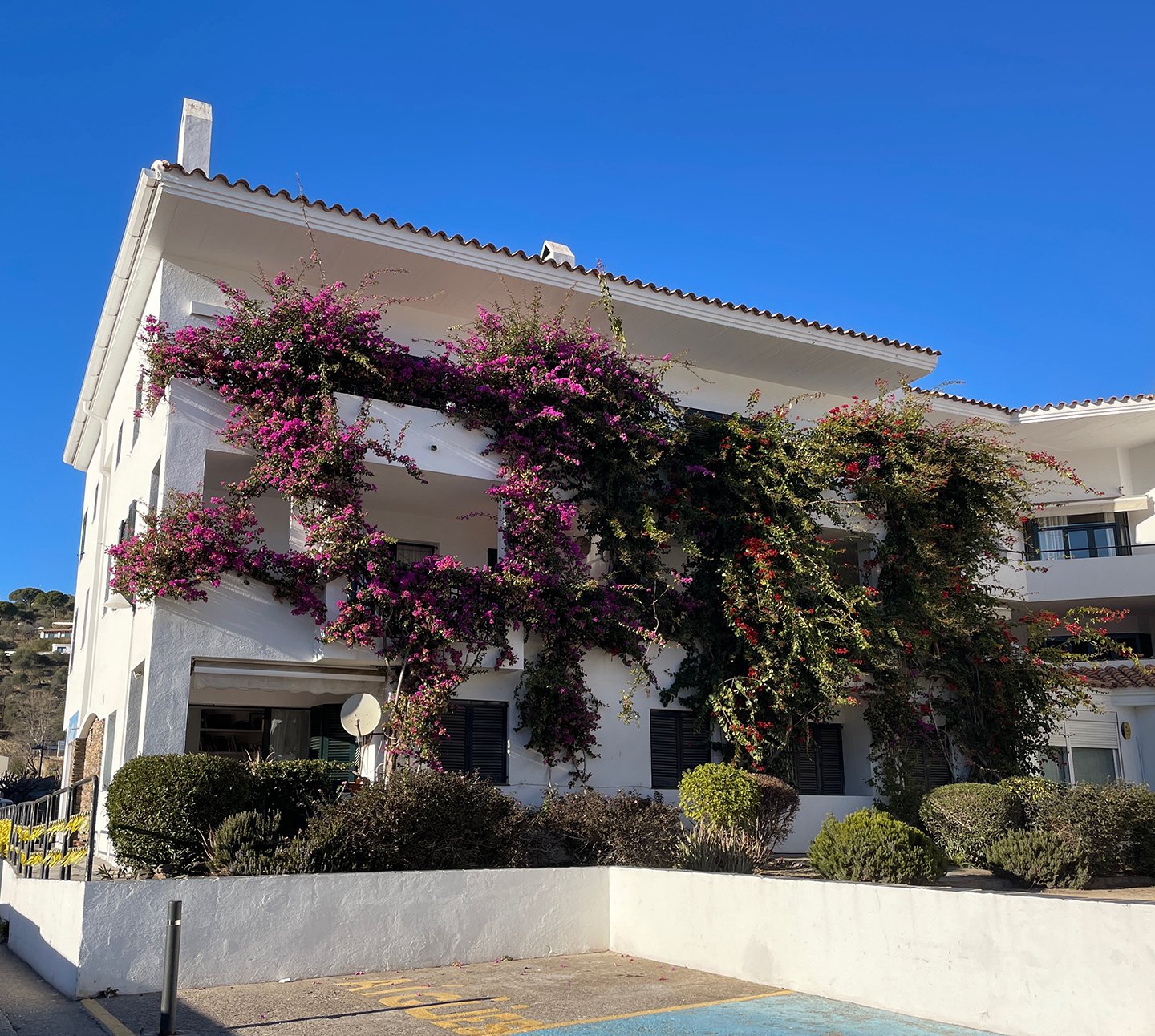 Bougainvillea!