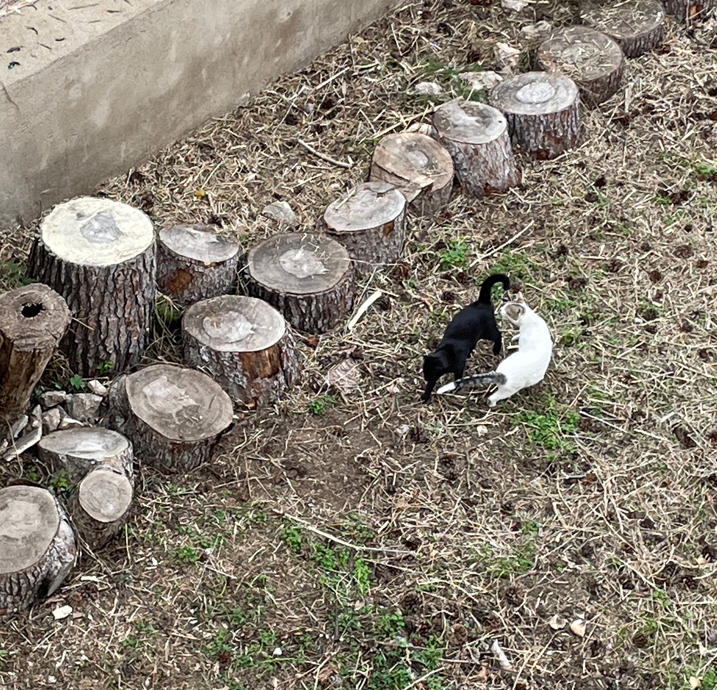 Scads of cats live in the empty lot below