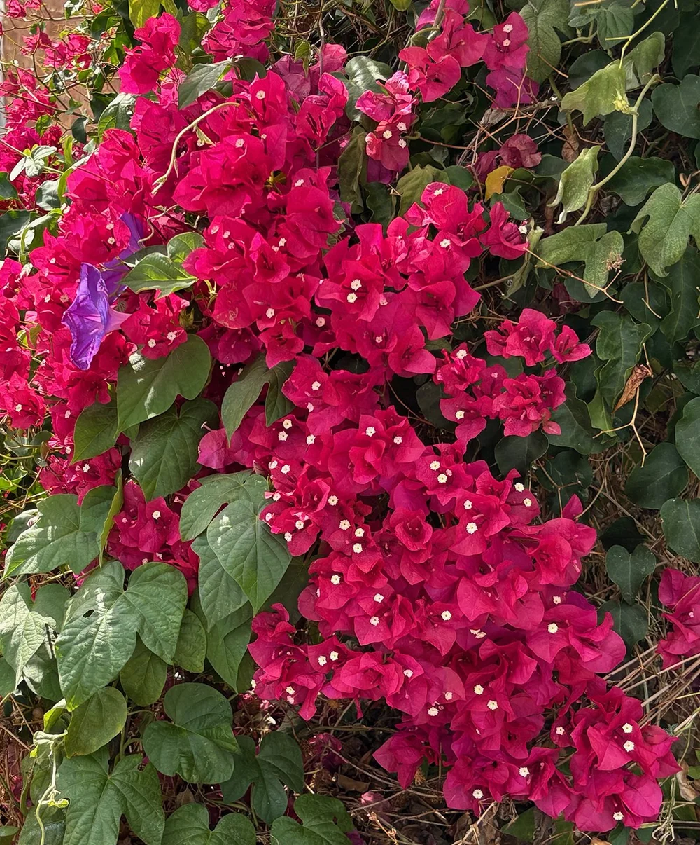   Bougainvilleas in full glory.  