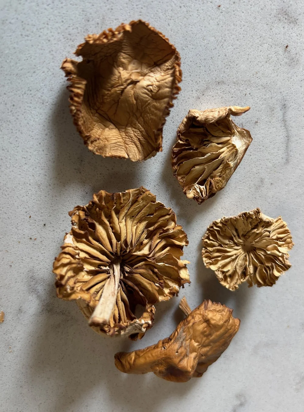 The perfect dried mushroom…