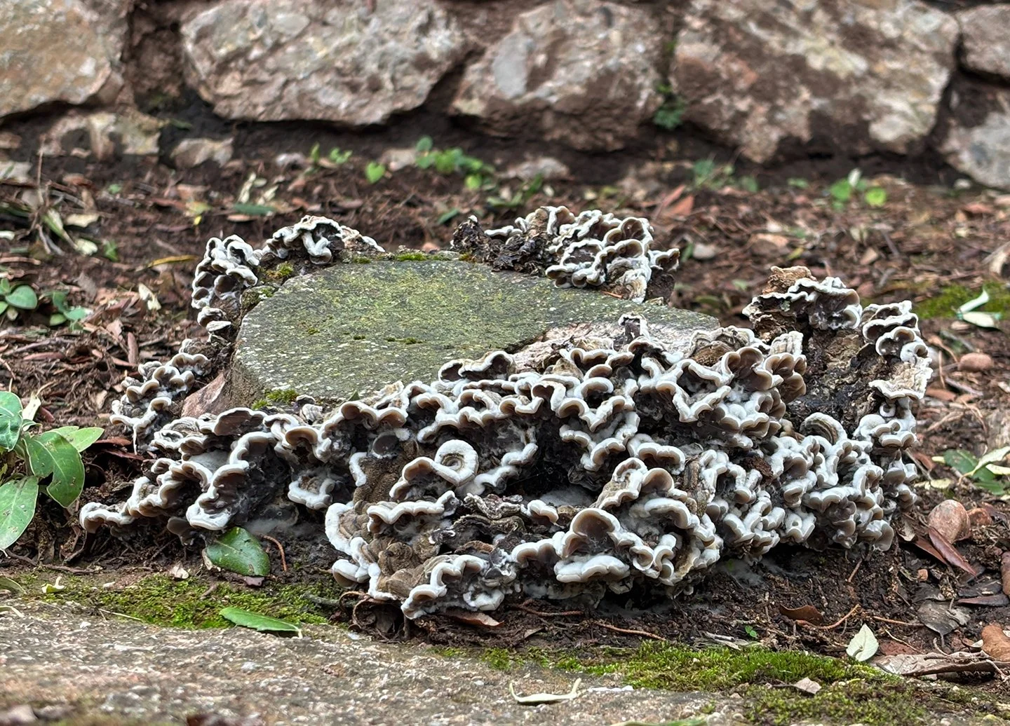 Cool fungus!