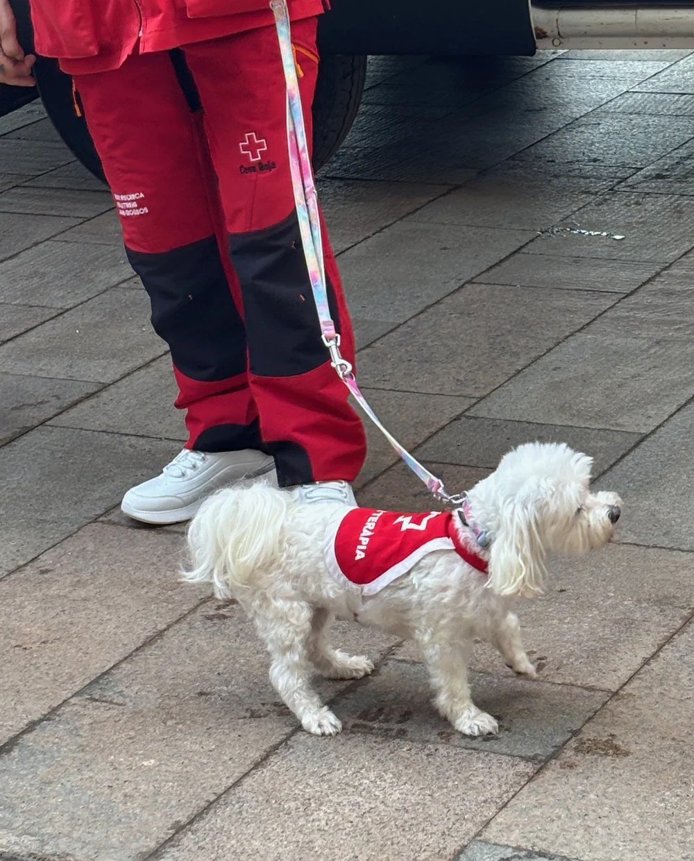 Well, this one was a therapy dog!