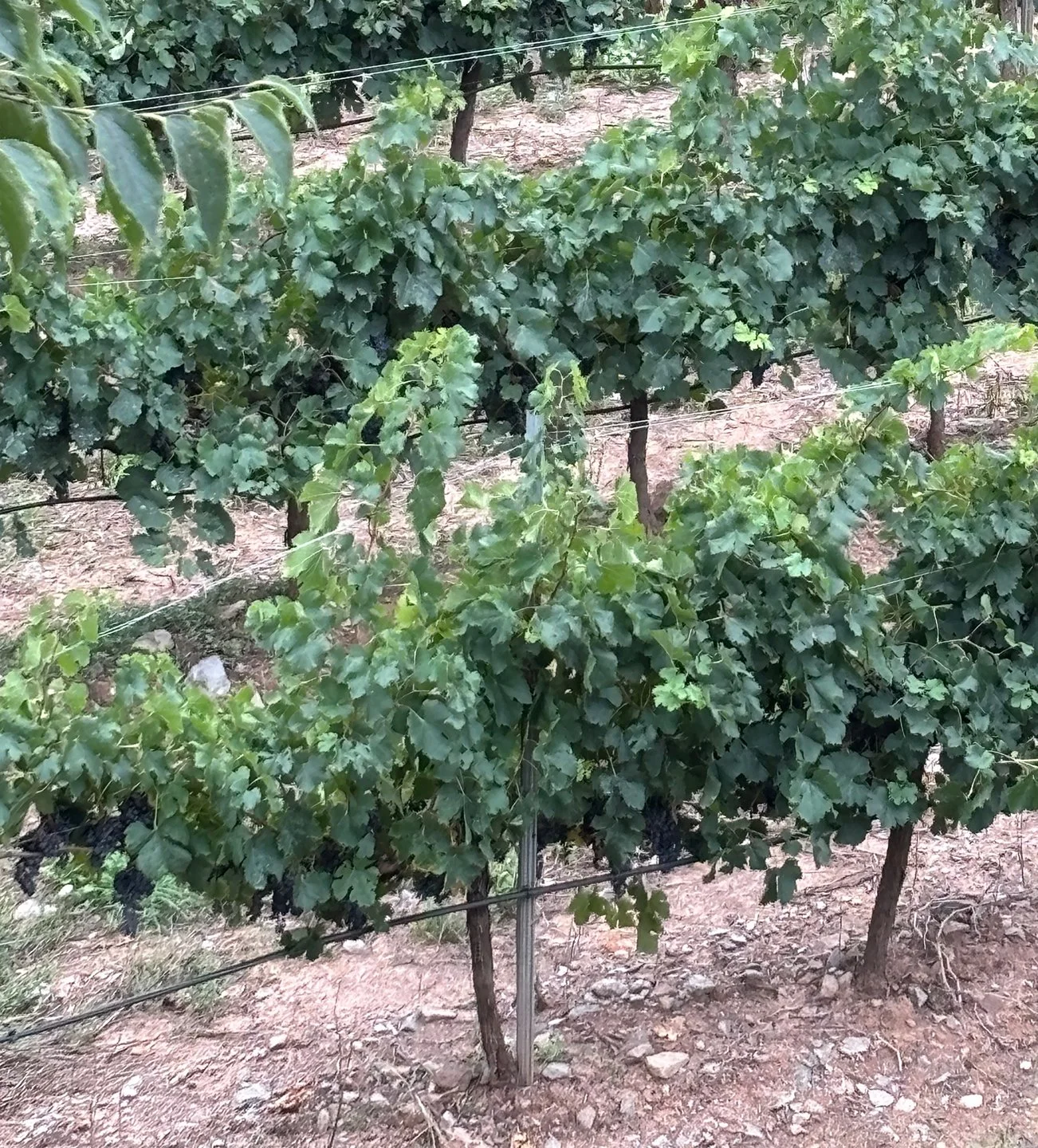 Red grapes almost ready to harvest.